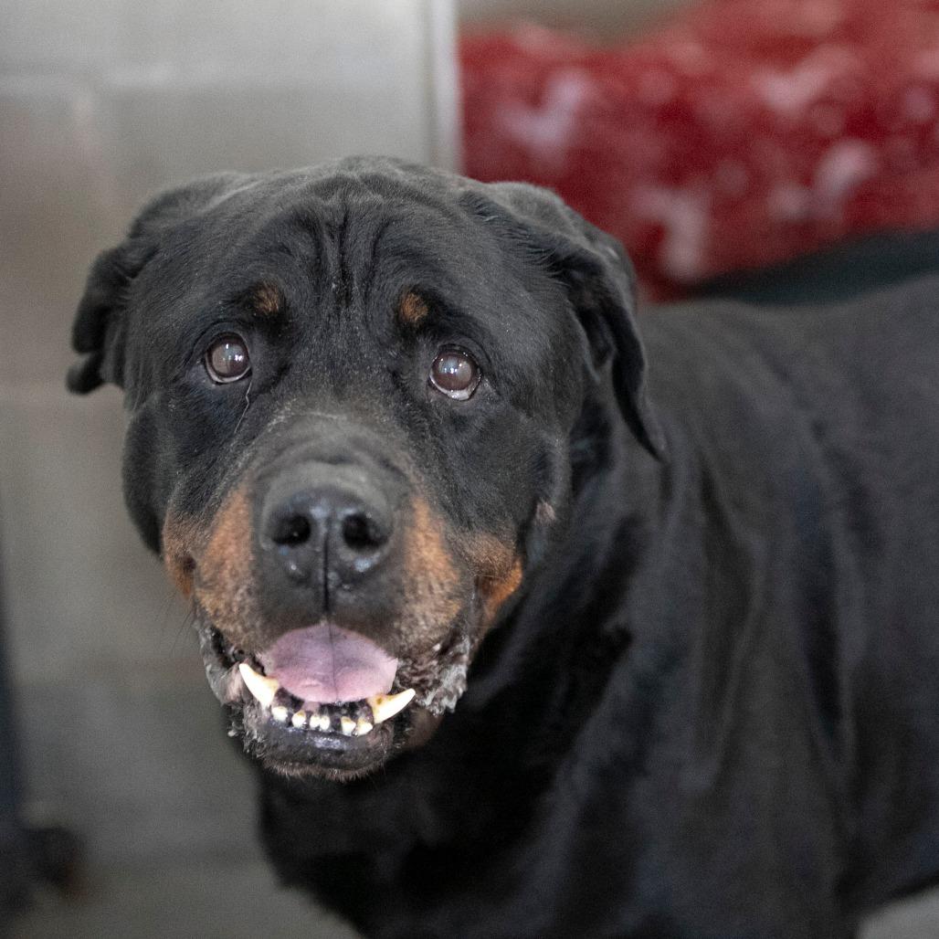 Enlarge Rocky (F26-24), a Adoptable Rottweiler in Peyton, CO image 6/6
