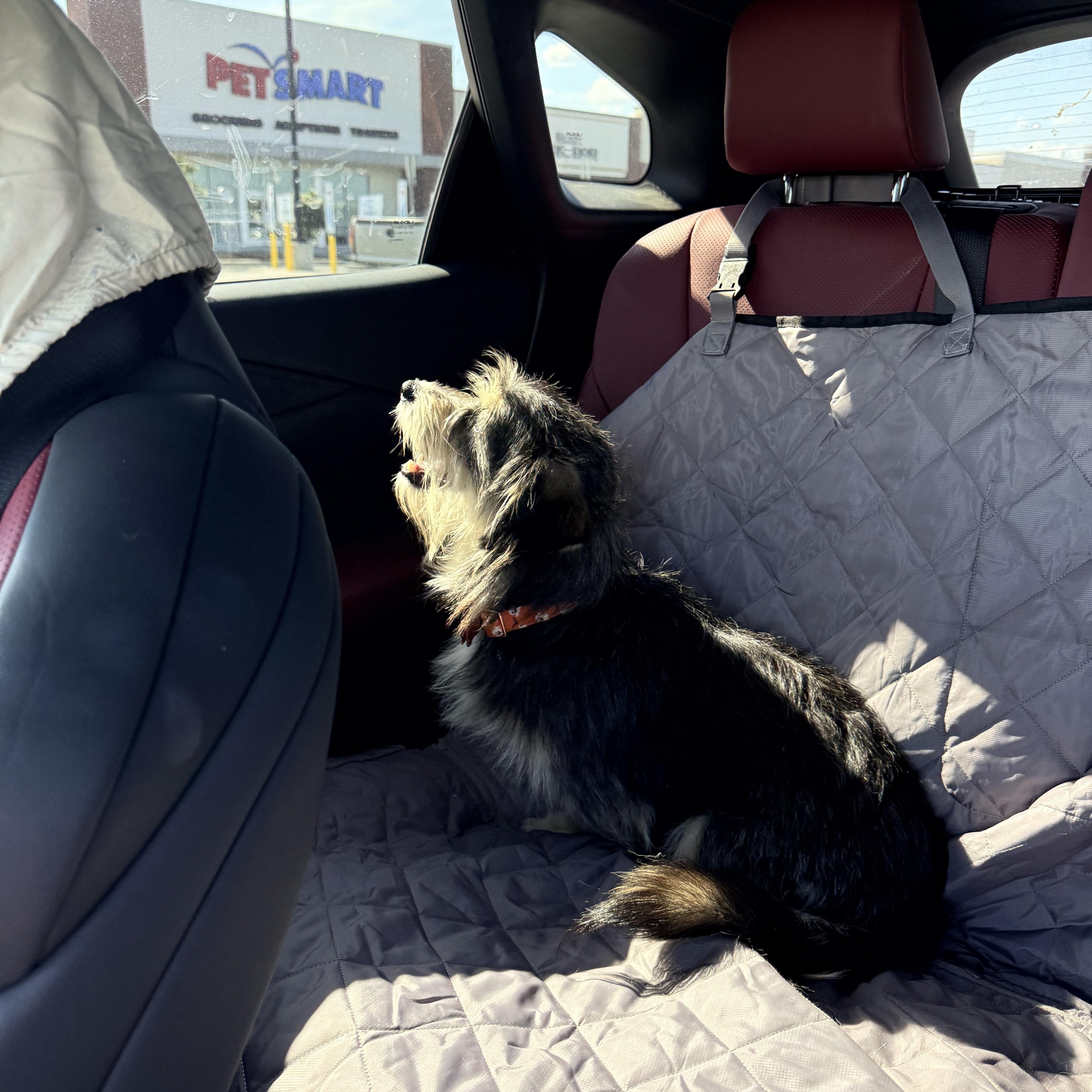 Dan, an adopted Norfolk Terrier in Douglas, GA image 4/4