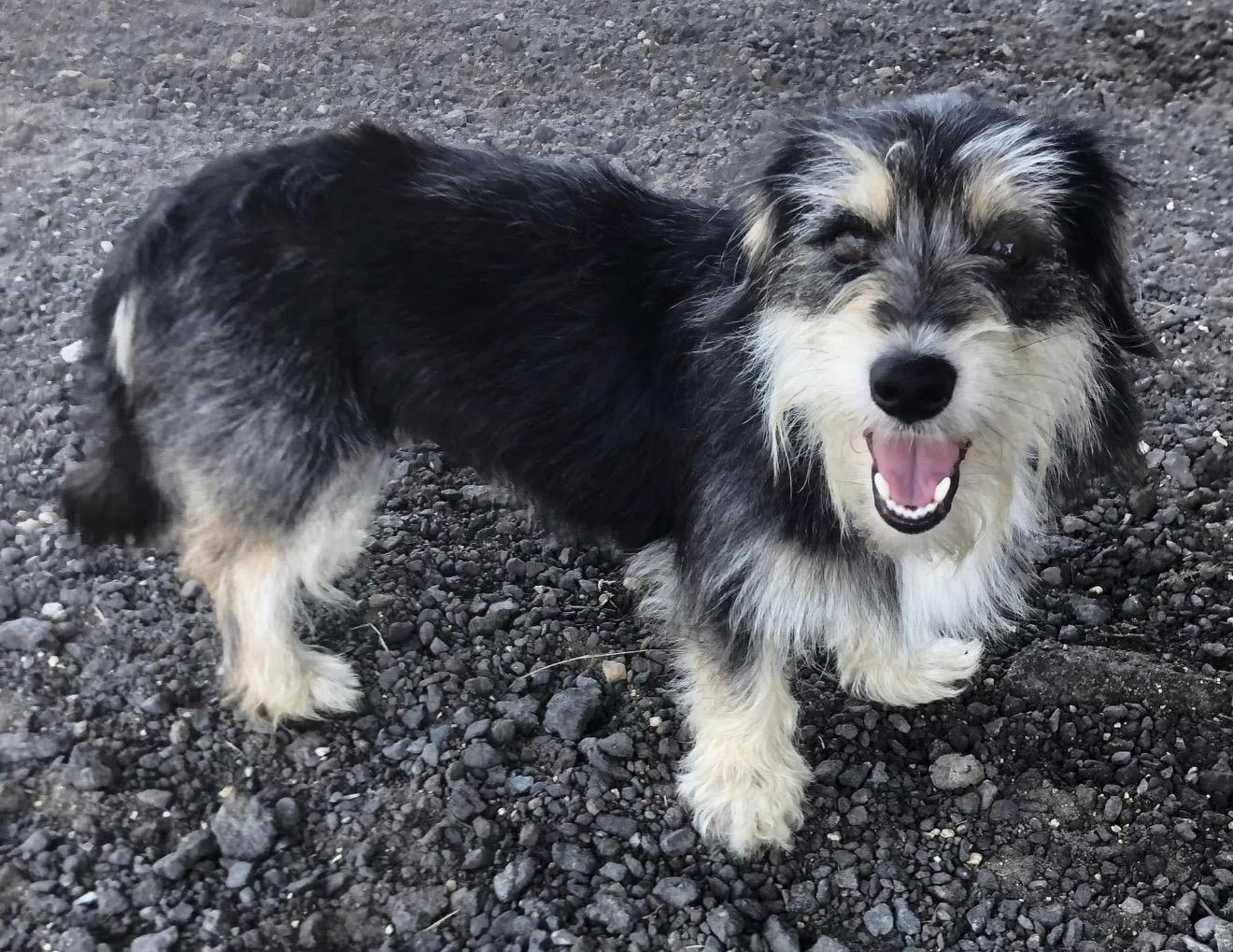 Dan, an adopted Norfolk Terrier in Douglas, GA image 2/4