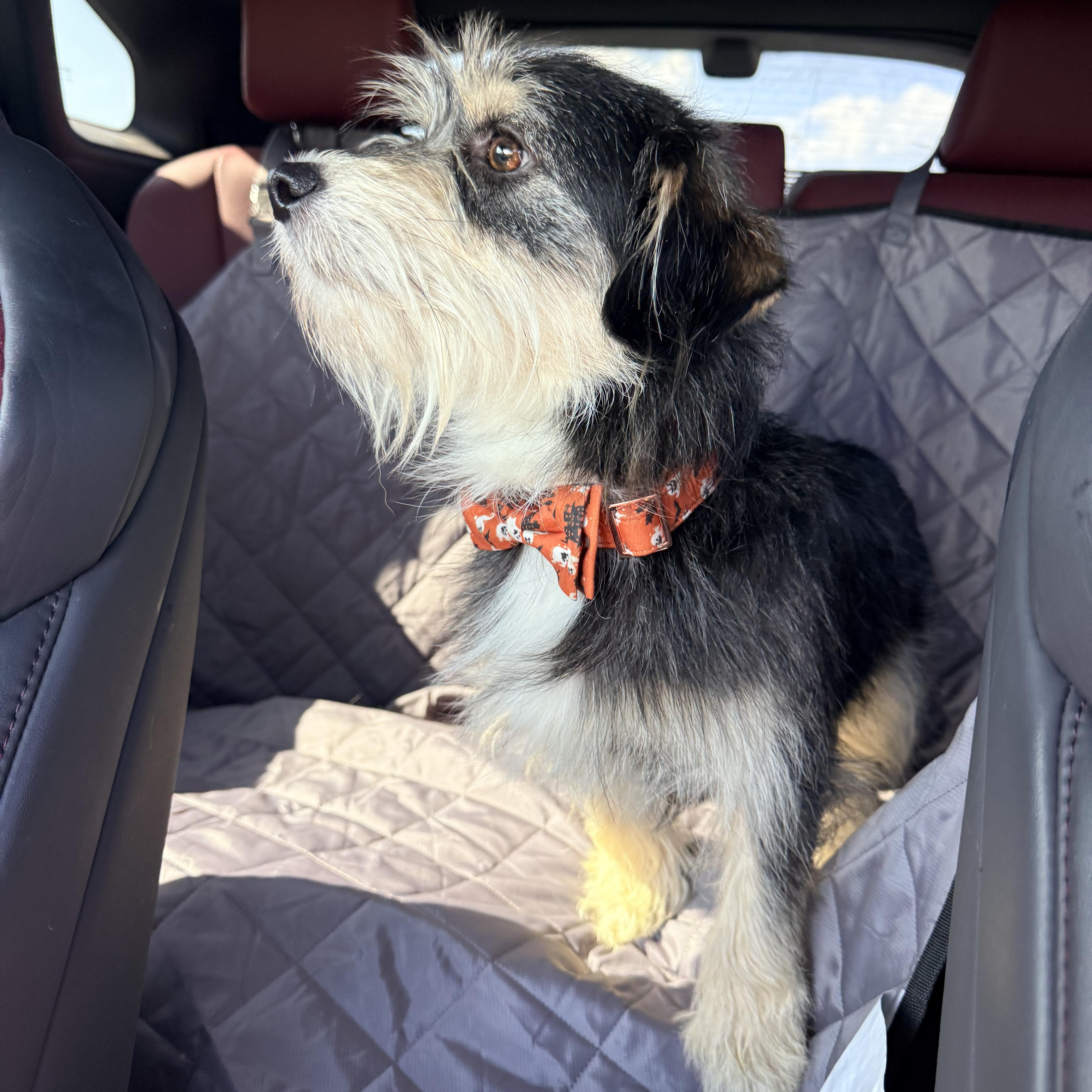 Dan, adopted, Young Male Norfolk Terrier.