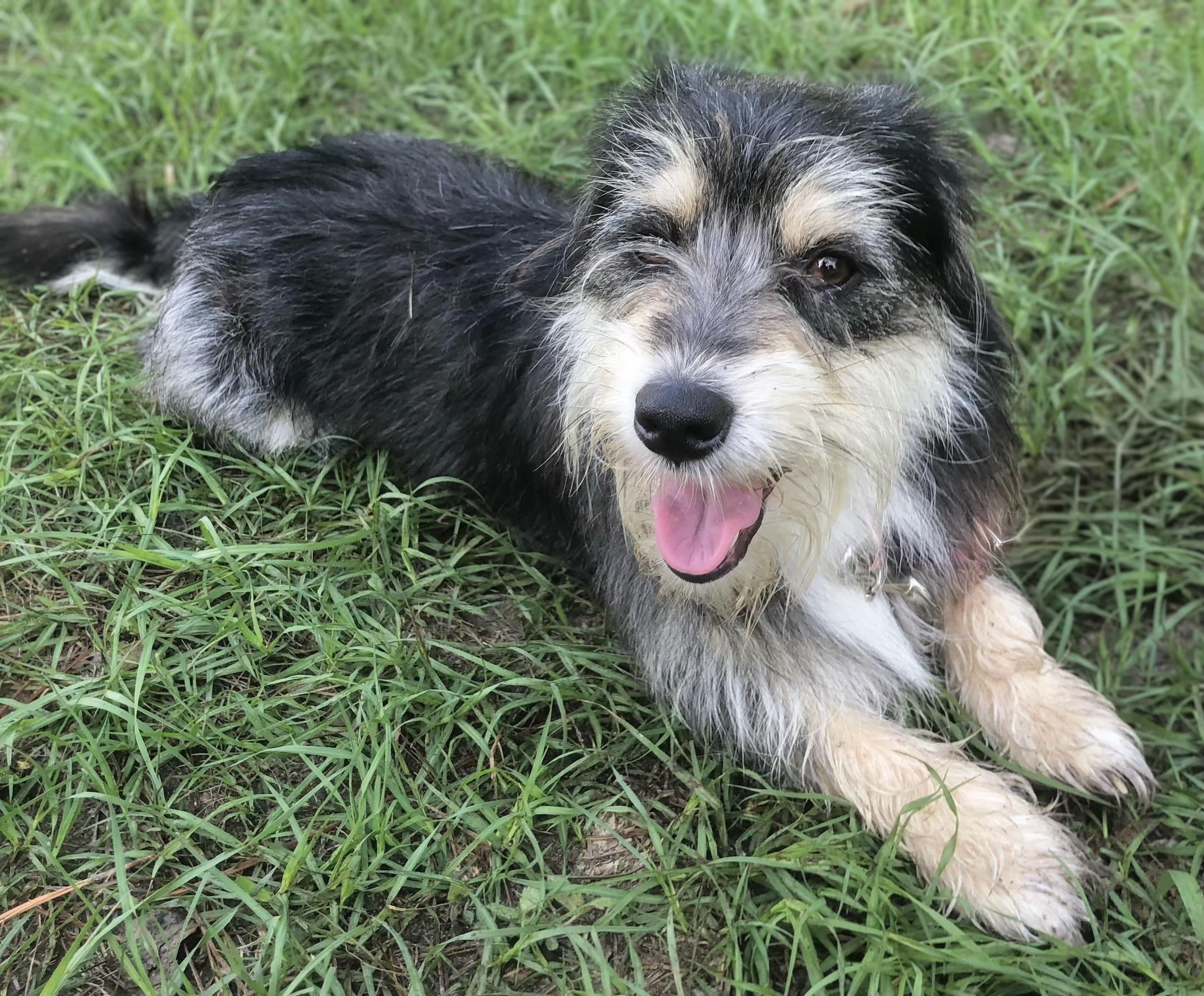 Dan, an adopted Norfolk Terrier in Douglas, GA image 3/4