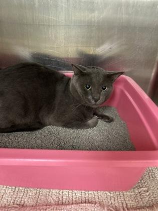 Enlarge Handsome Blue, a Adoptable mixed breed in Picayune, MS image 1/1