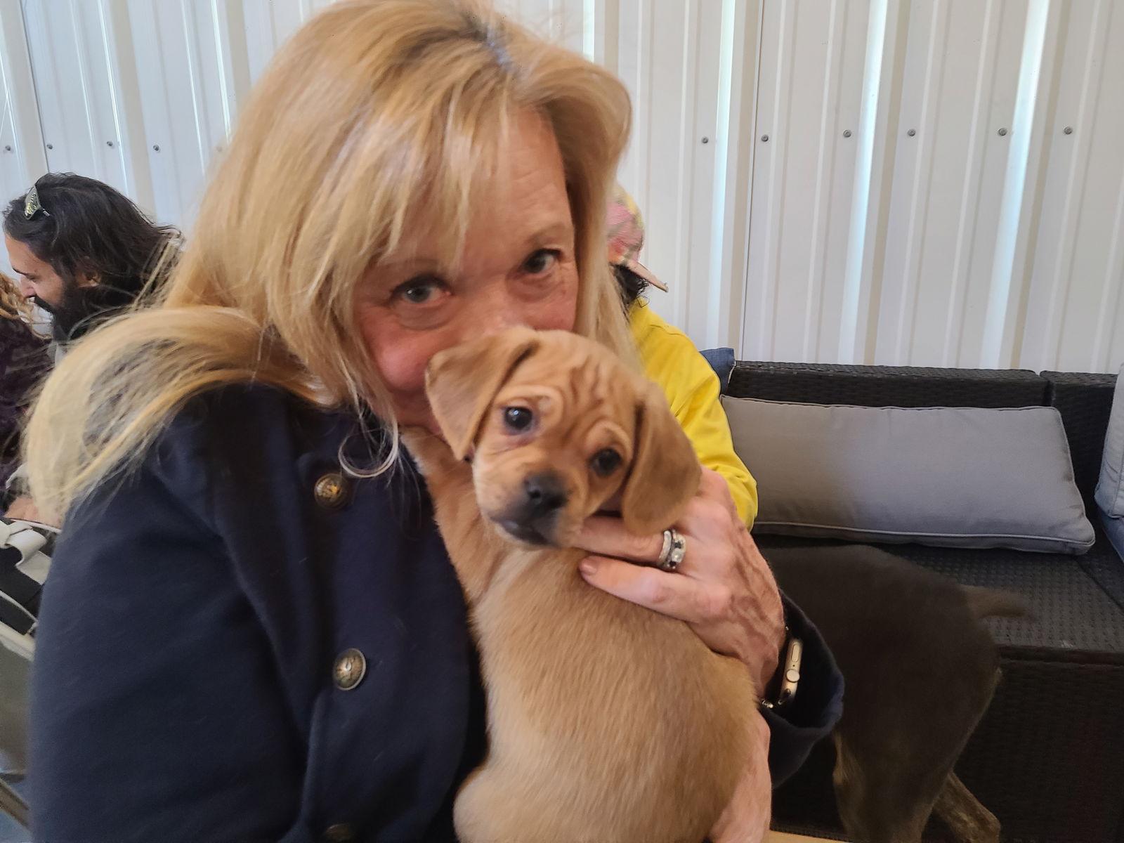 Enlarge Fezzik, a Adopted mixed breed in Williamsburg, NM image 2/3