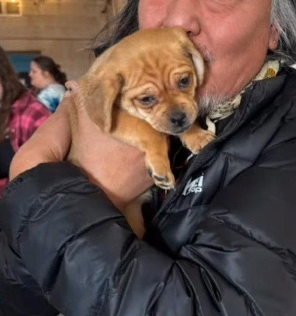 Enlarge Fezzik, a Adopted mixed breed in Williamsburg, NM image 3/3