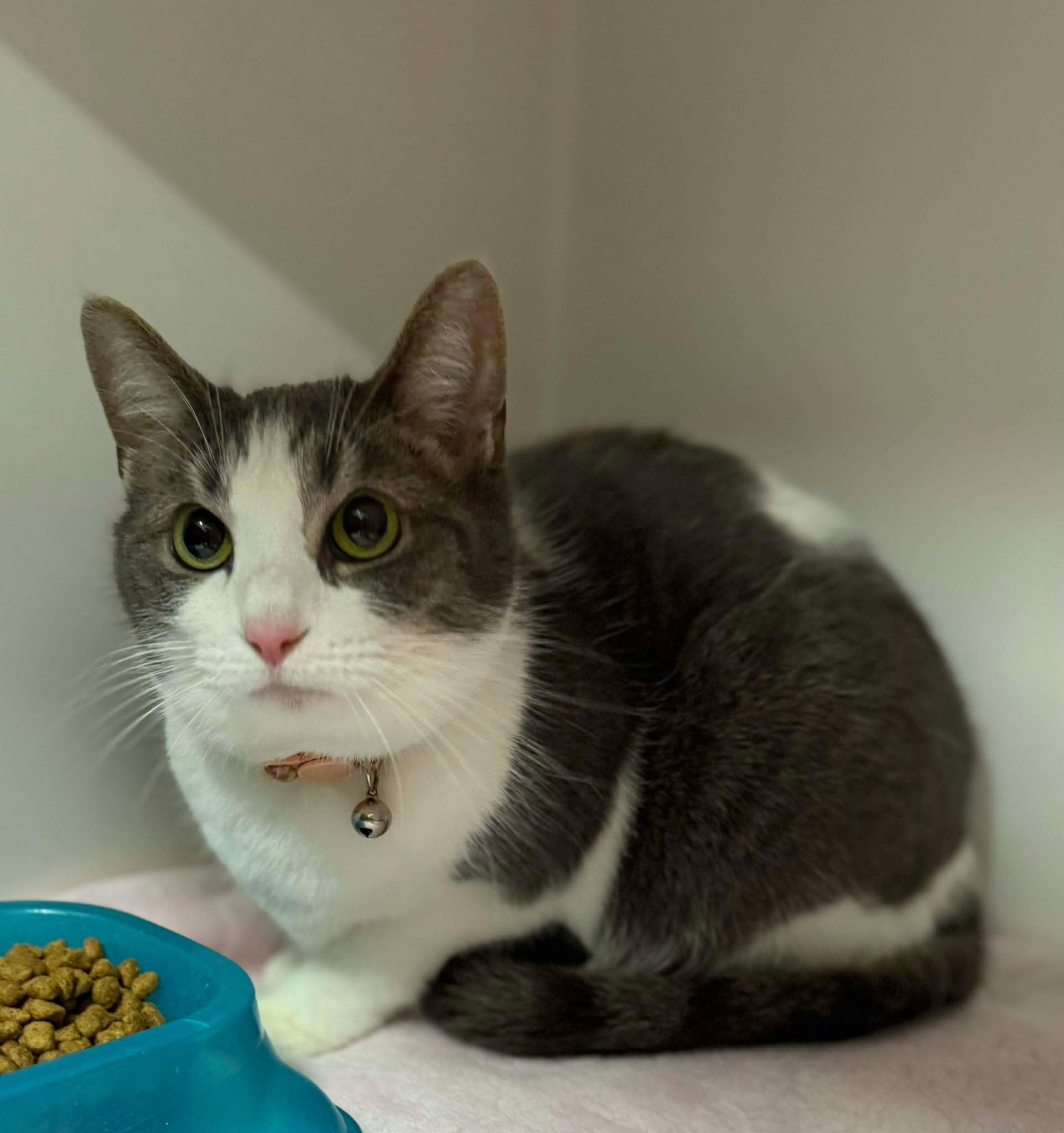 Enlarge Elsee (Fully Sponsored!), a ADOPTABLE Domestic Short Hair in Leitchfield, KY image 1/2