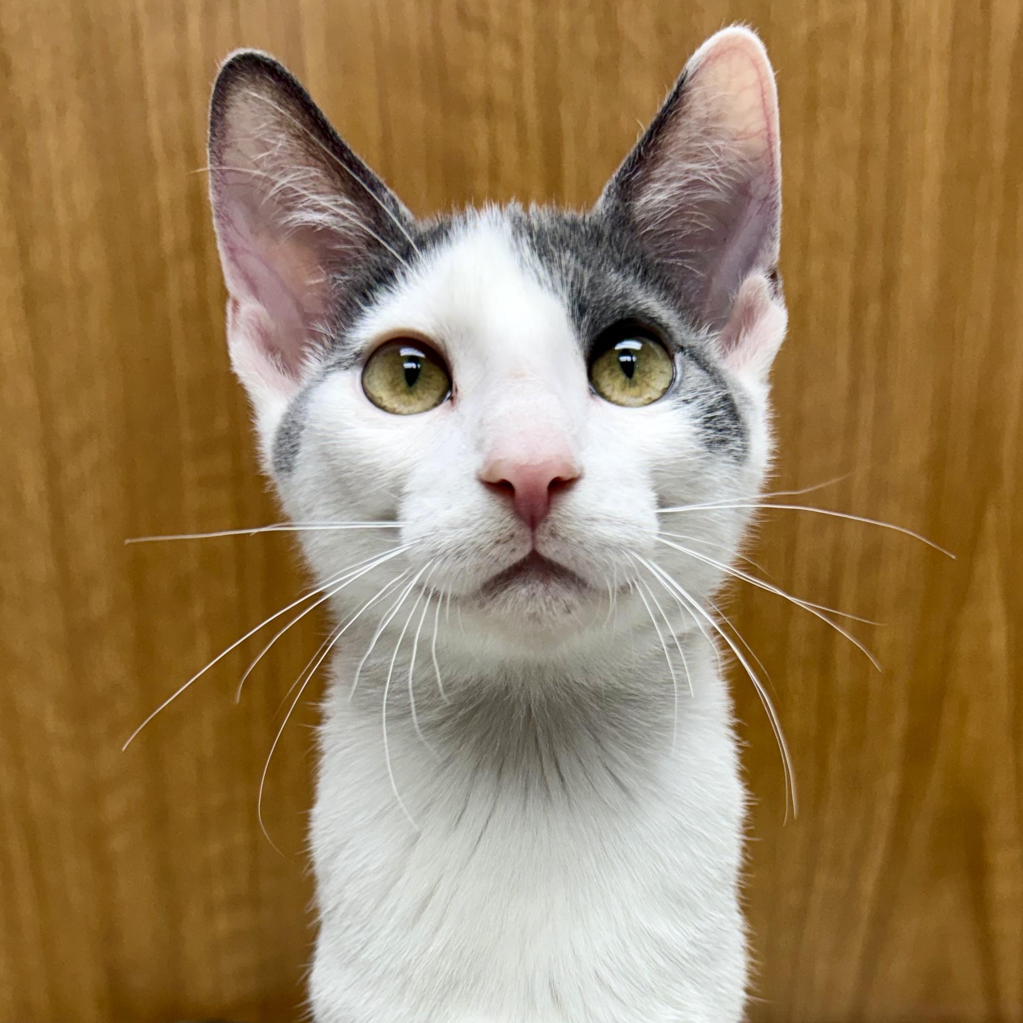 Enlarge Root, a Adoptable Domestic Short Hair in Murphysboro, IL image 2/6