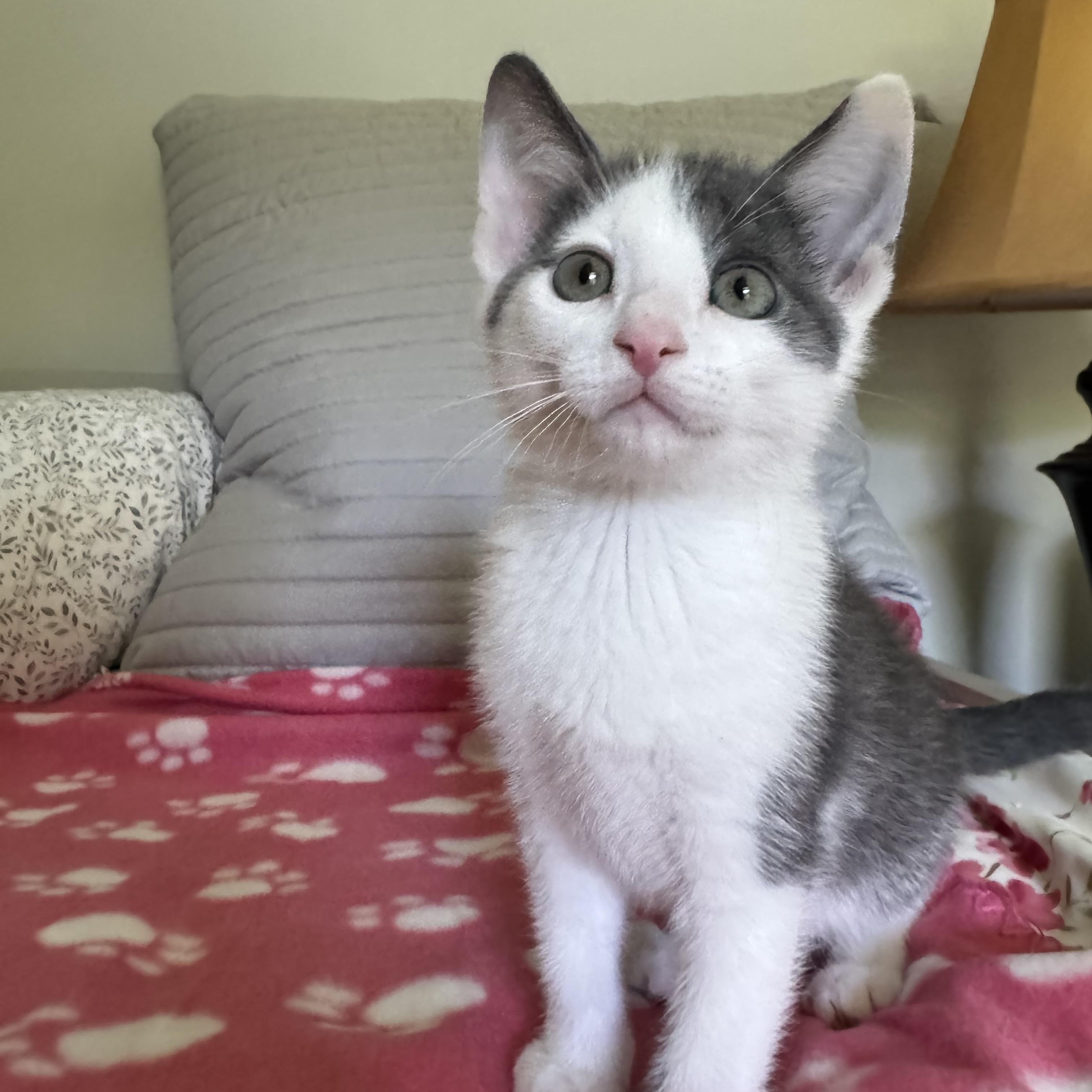 Root, Adoptable, Kitten Male Domestic Short Hair.