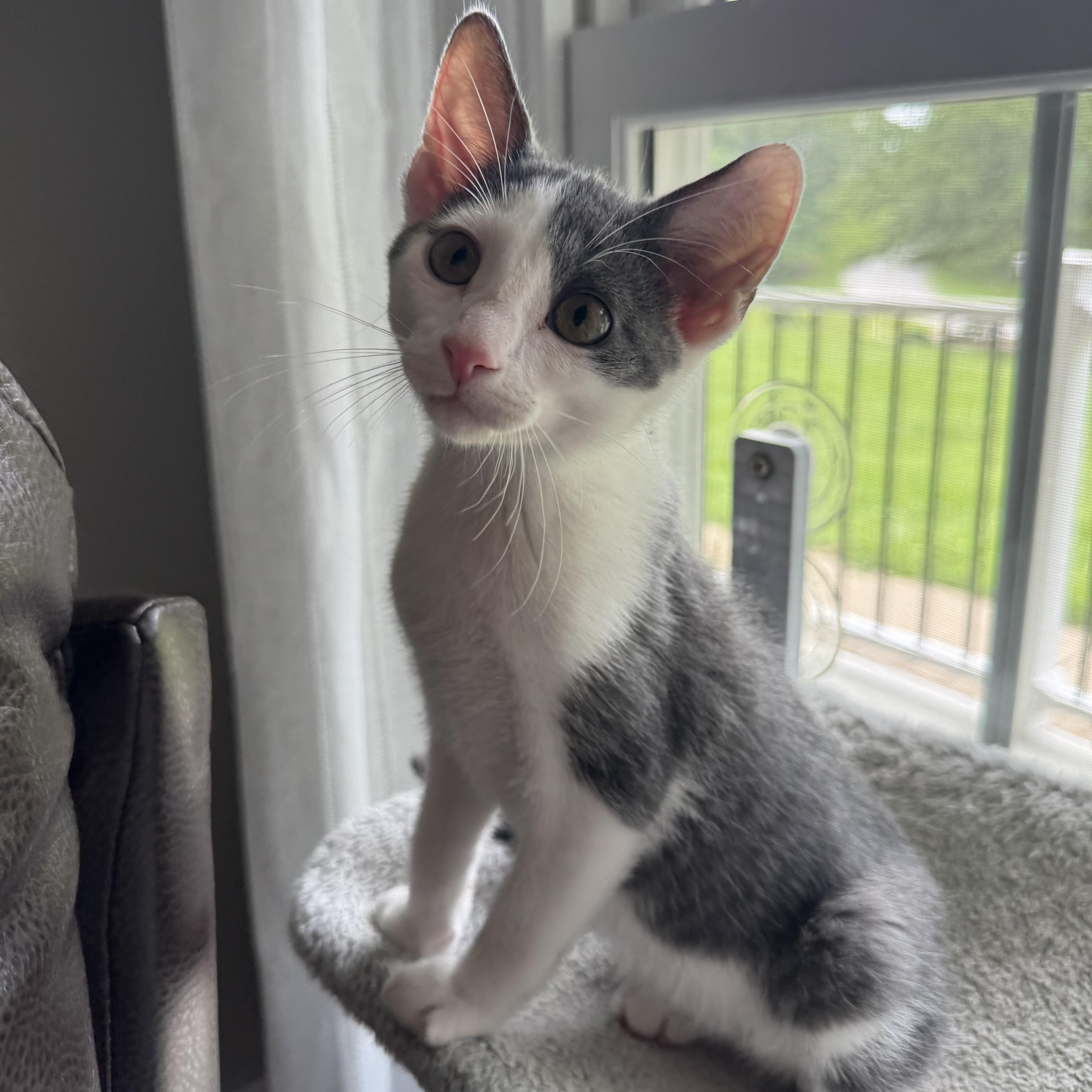 Enlarge Root, a Adoptable Domestic Short Hair in Murphysboro, IL image 4/6