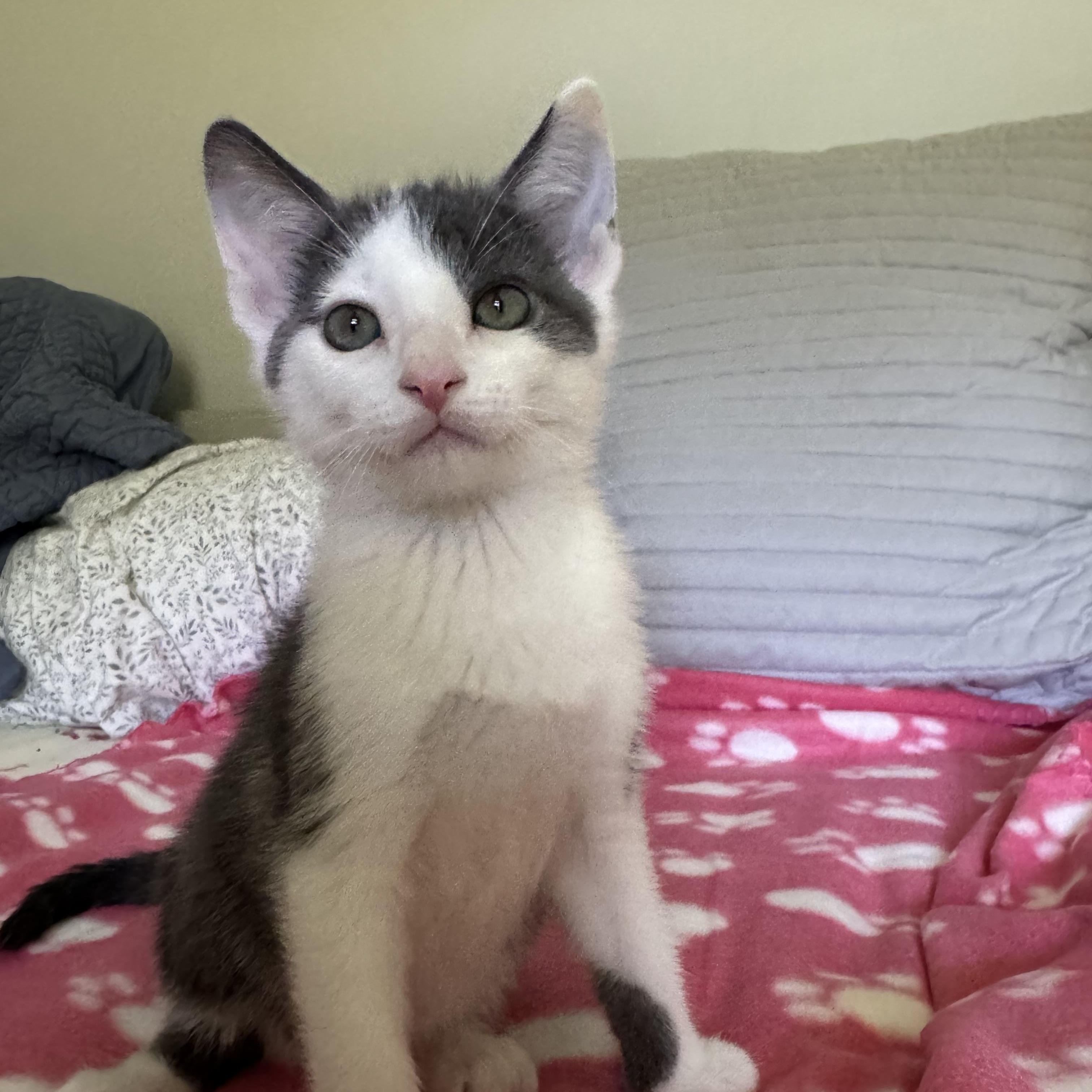 Root, a Adoptable Domestic Short Hair in Murphysboro, IL image 3/3