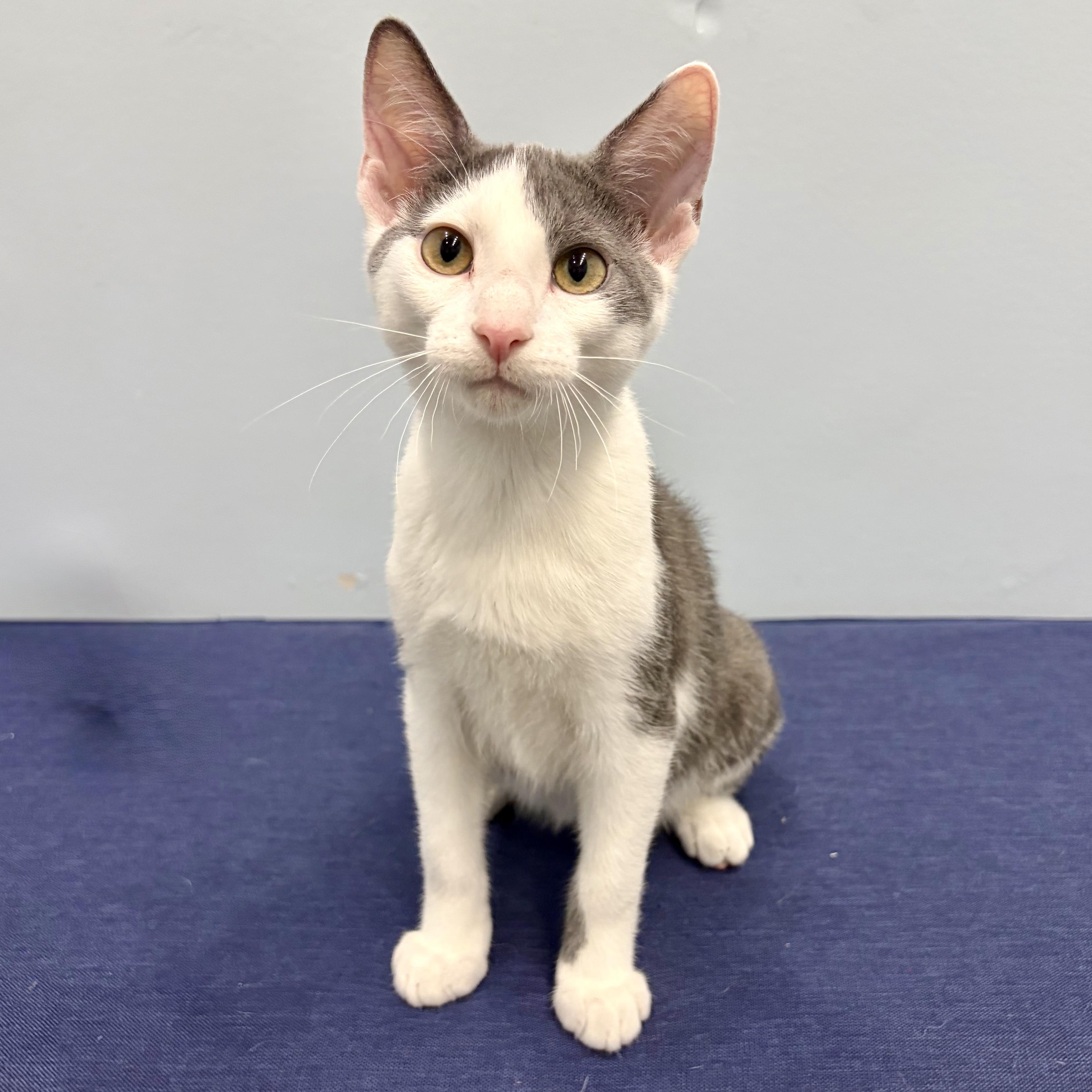 Enlarge Root, a Adoptable Domestic Short Hair in Murphysboro, IL image 1/6
