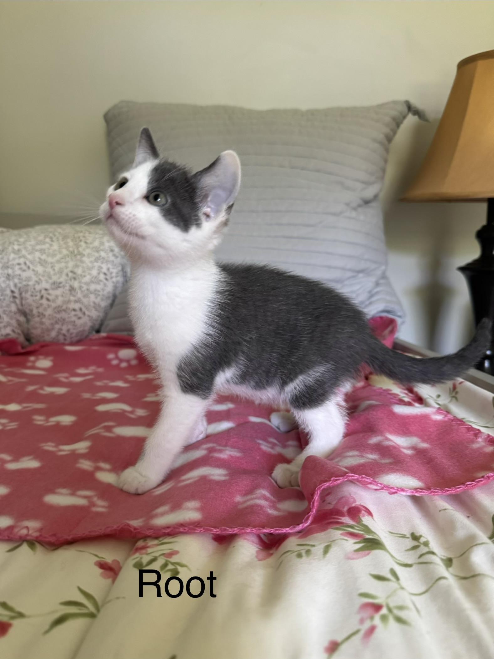 Root, a Adoptable Domestic Short Hair in Murphysboro, IL image 2/3