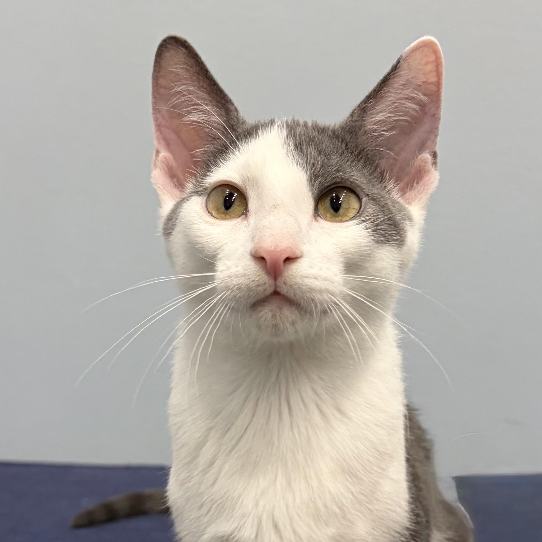 Enlarge Root, a Adoptable Domestic Short Hair in Murphysboro, IL image 3/6