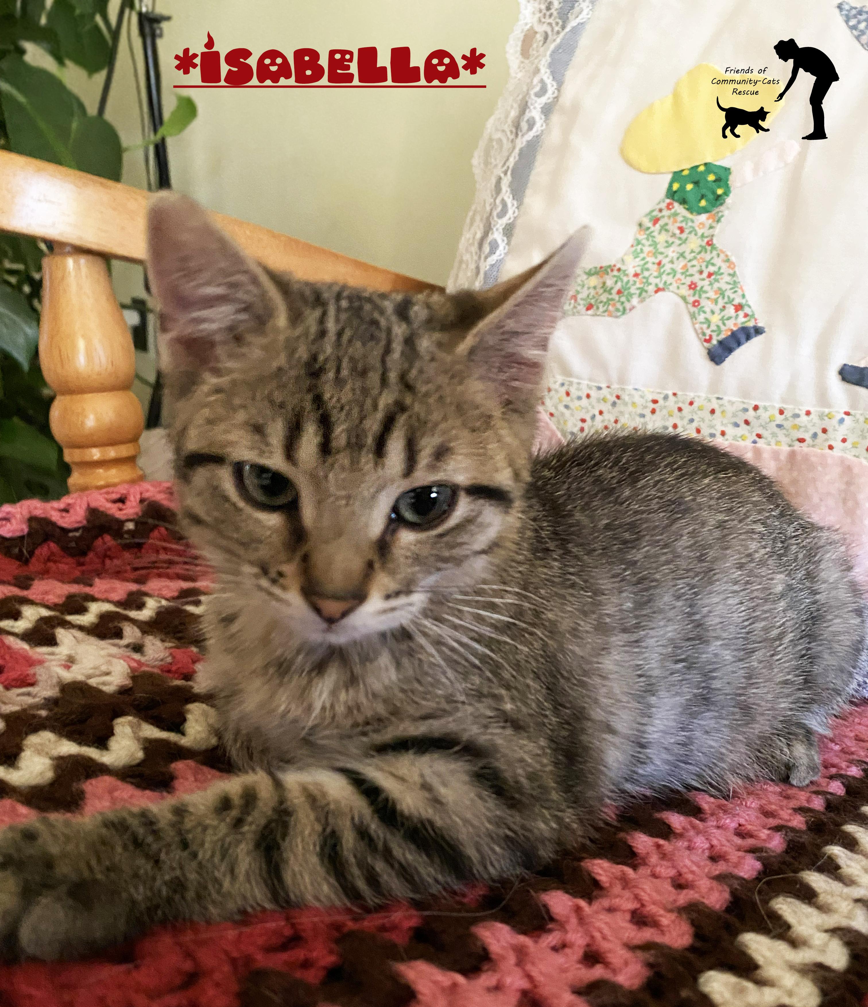 Isabella, Adoptable, Kitten Female Domestic Short Hair.