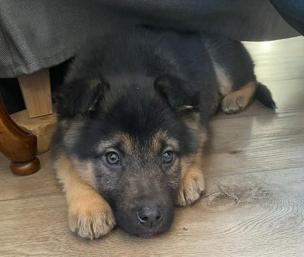 Enlarge Thor, a ADOPTABLE mixed breed in Oshawa, ON image 3/4