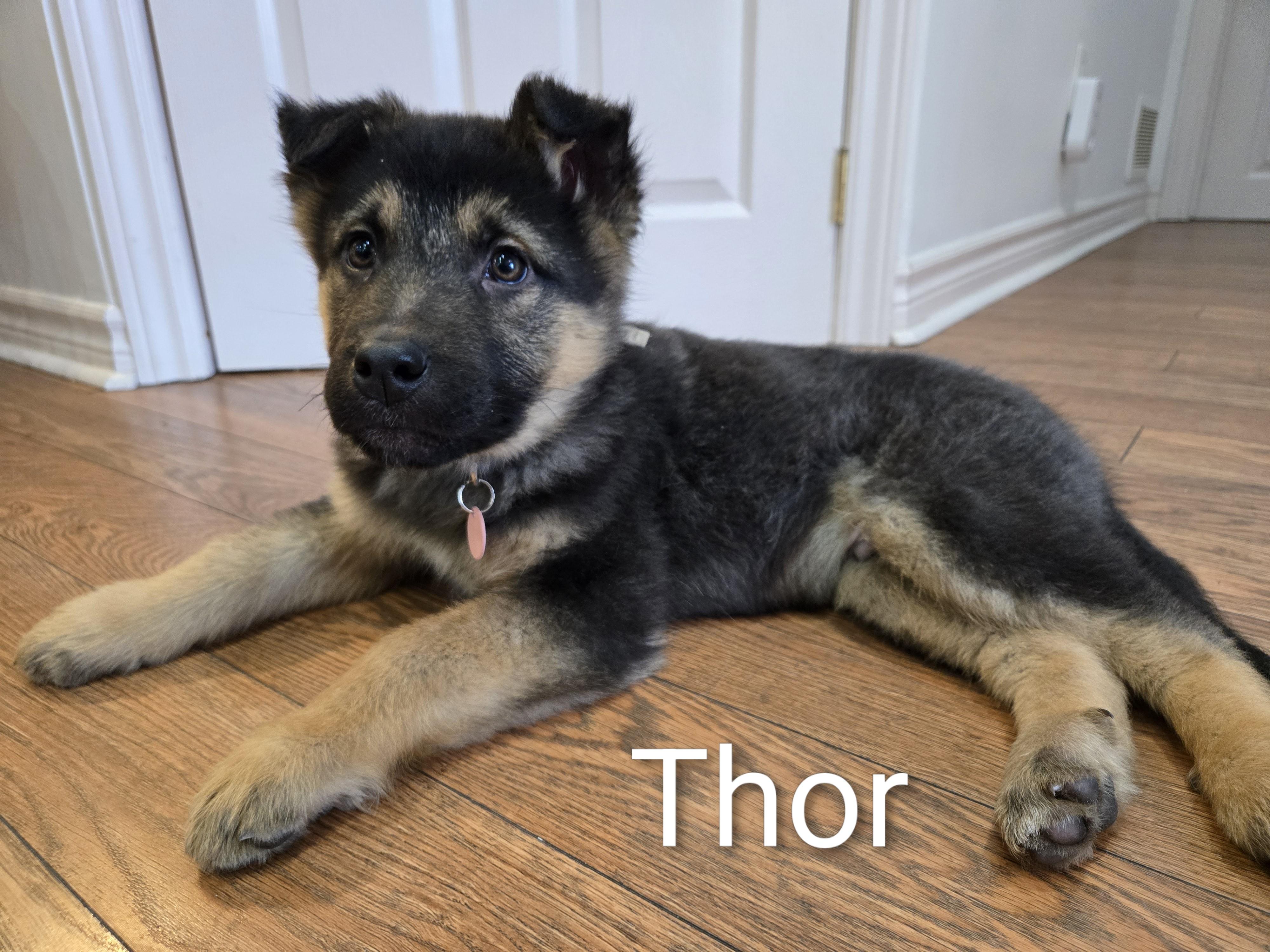 Thor, ADOPTABLE, Puppy Male Shepherd.