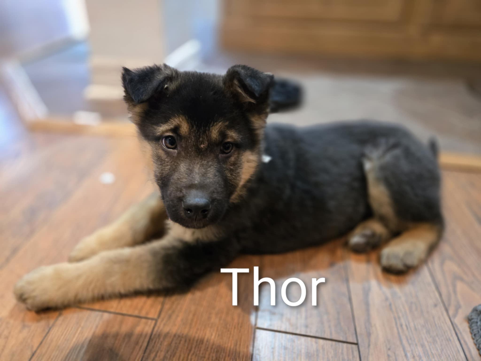 Enlarge Thor, a ADOPTABLE mixed breed in Oshawa, ON image 1/4