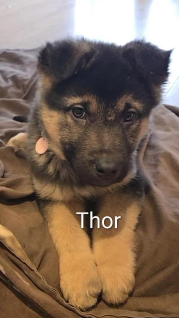 Enlarge Thor, a ADOPTABLE mixed breed in Oshawa, ON image 2/4