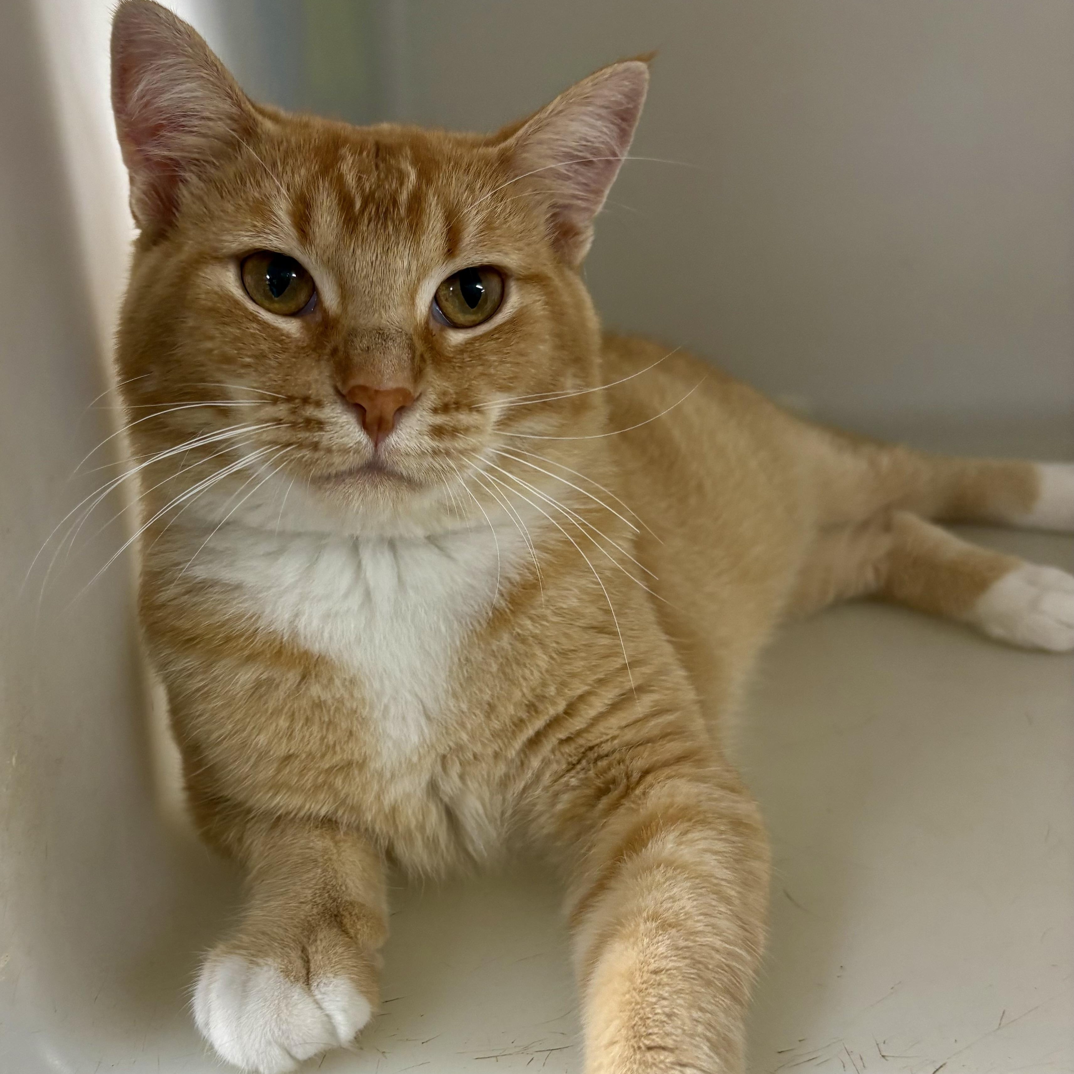 Cheddar, ADOPTABLE, Adult Male Domestic Short Hair.