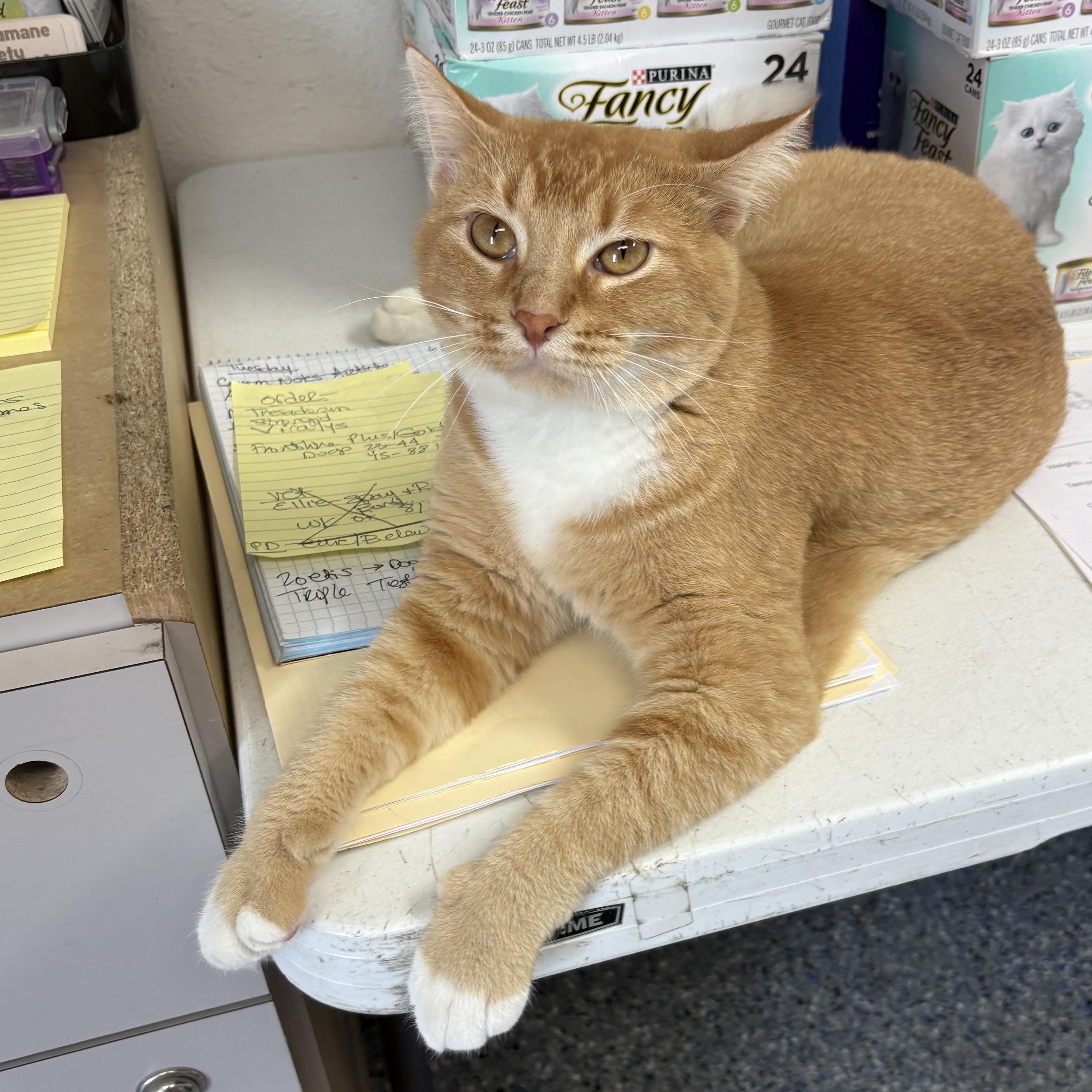 Enlarge Cheddar, a Adopted mixed breed in Charles City, IA image 3/6