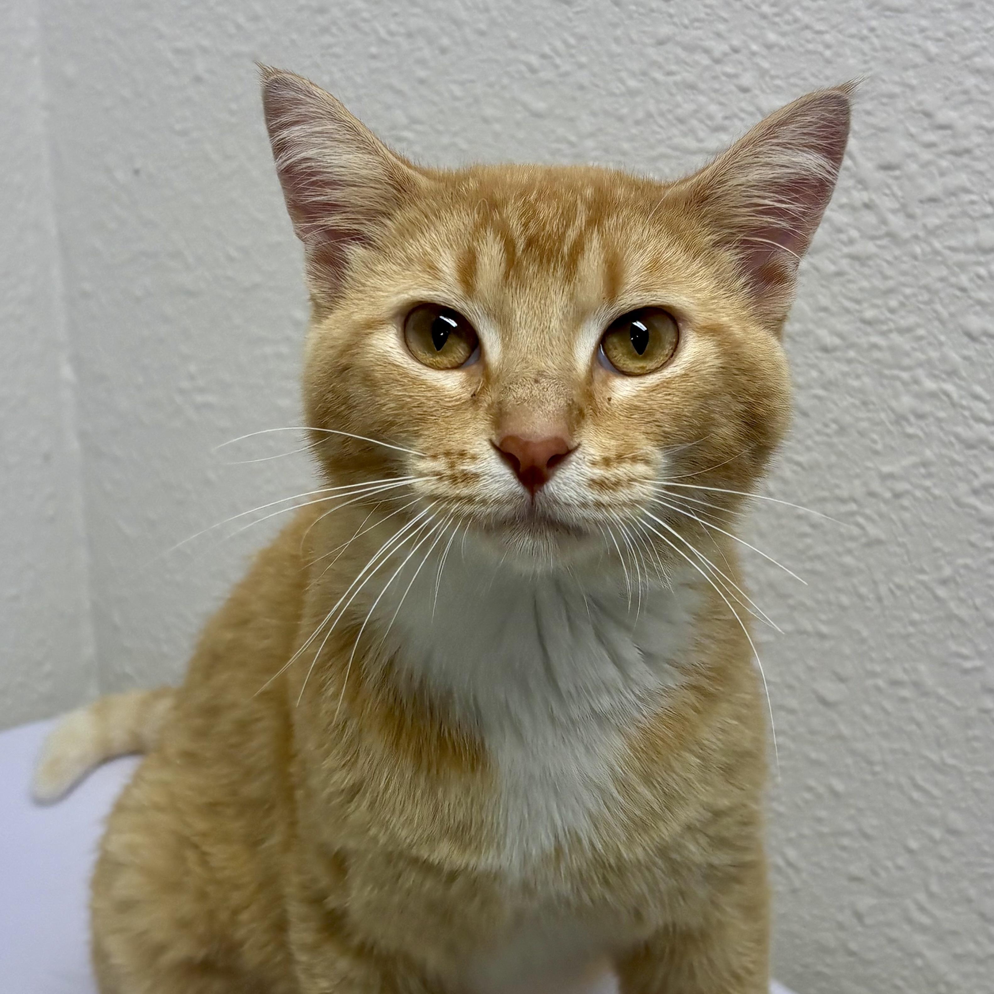 Enlarge Cheddar, a ADOPTABLE mixed breed in Charles City, IA image 2/4