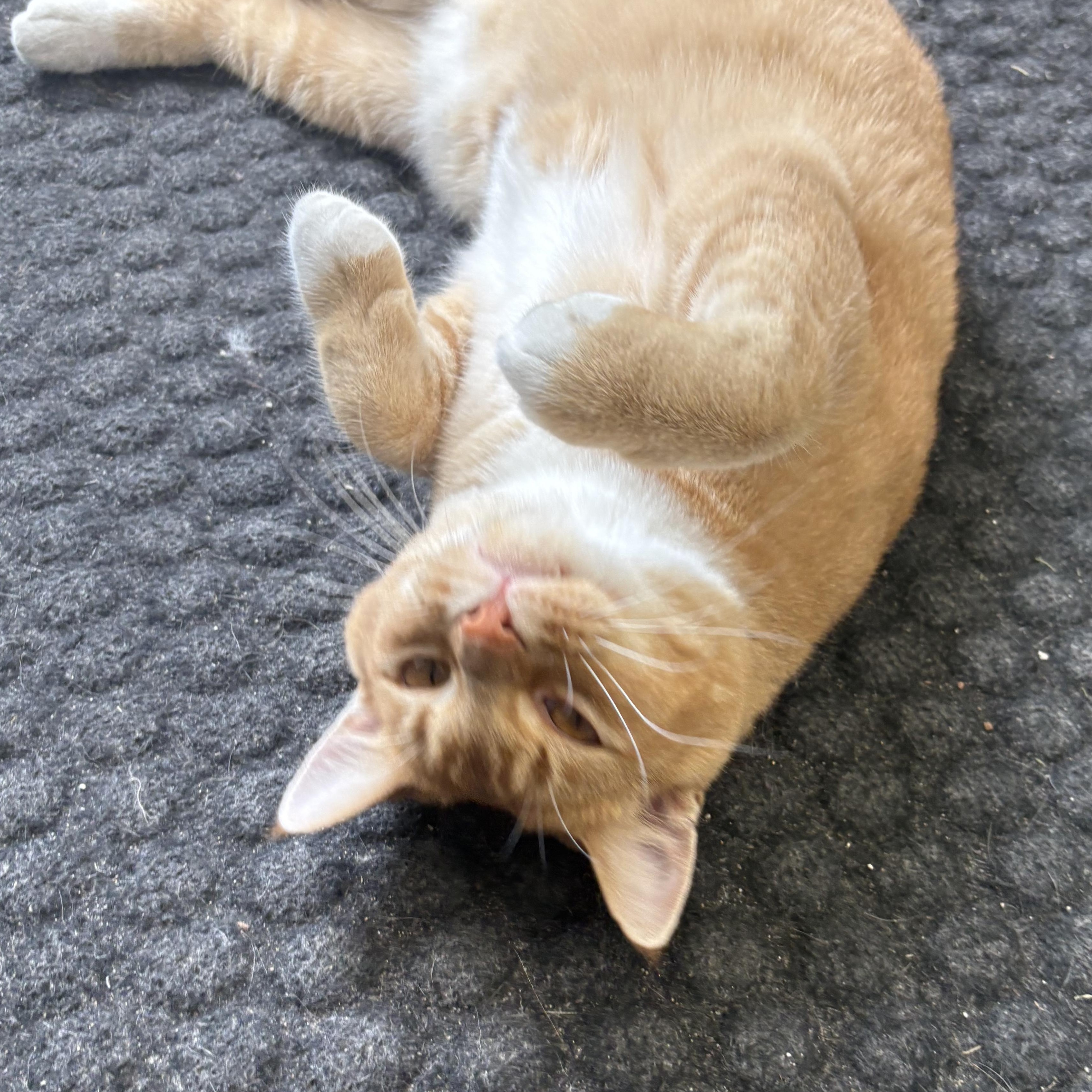 Enlarge Cheddar, a Adopted mixed breed in Charles City, IA image 4/6