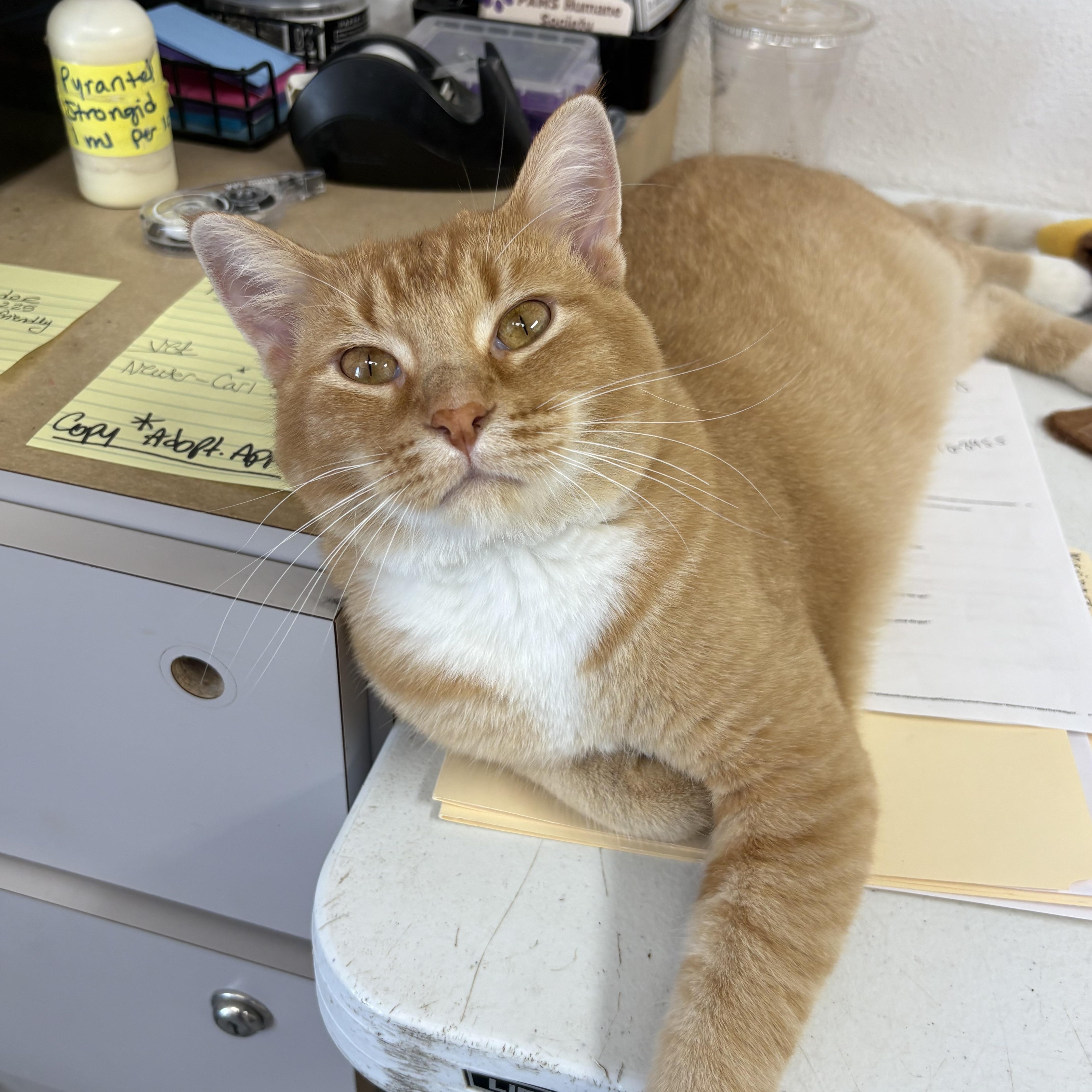 Enlarge Cheddar, a Adopted mixed breed in Charles City, IA image 5/6