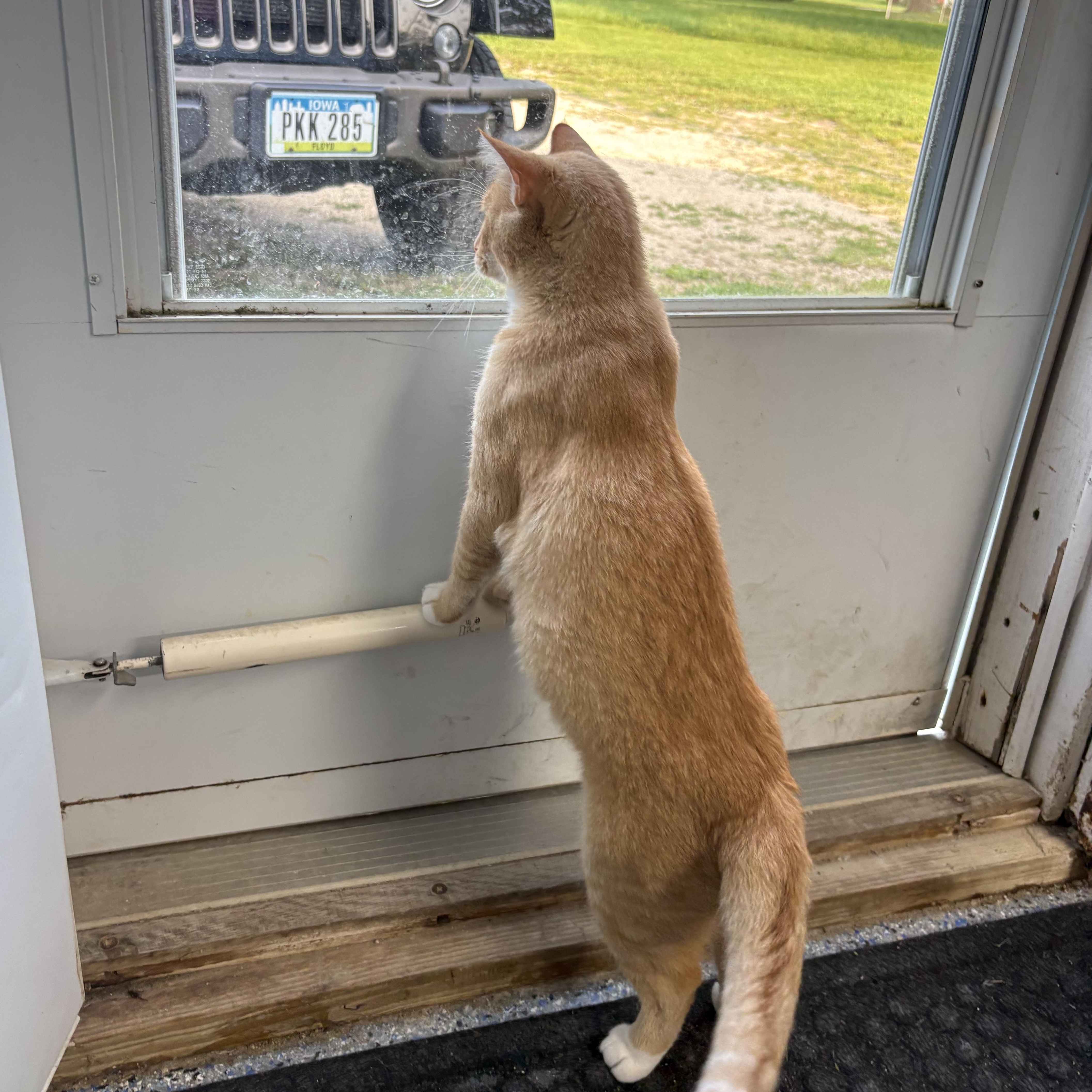 Enlarge Cheddar, a ADOPTABLE mixed breed in Charles City, IA image 4/4