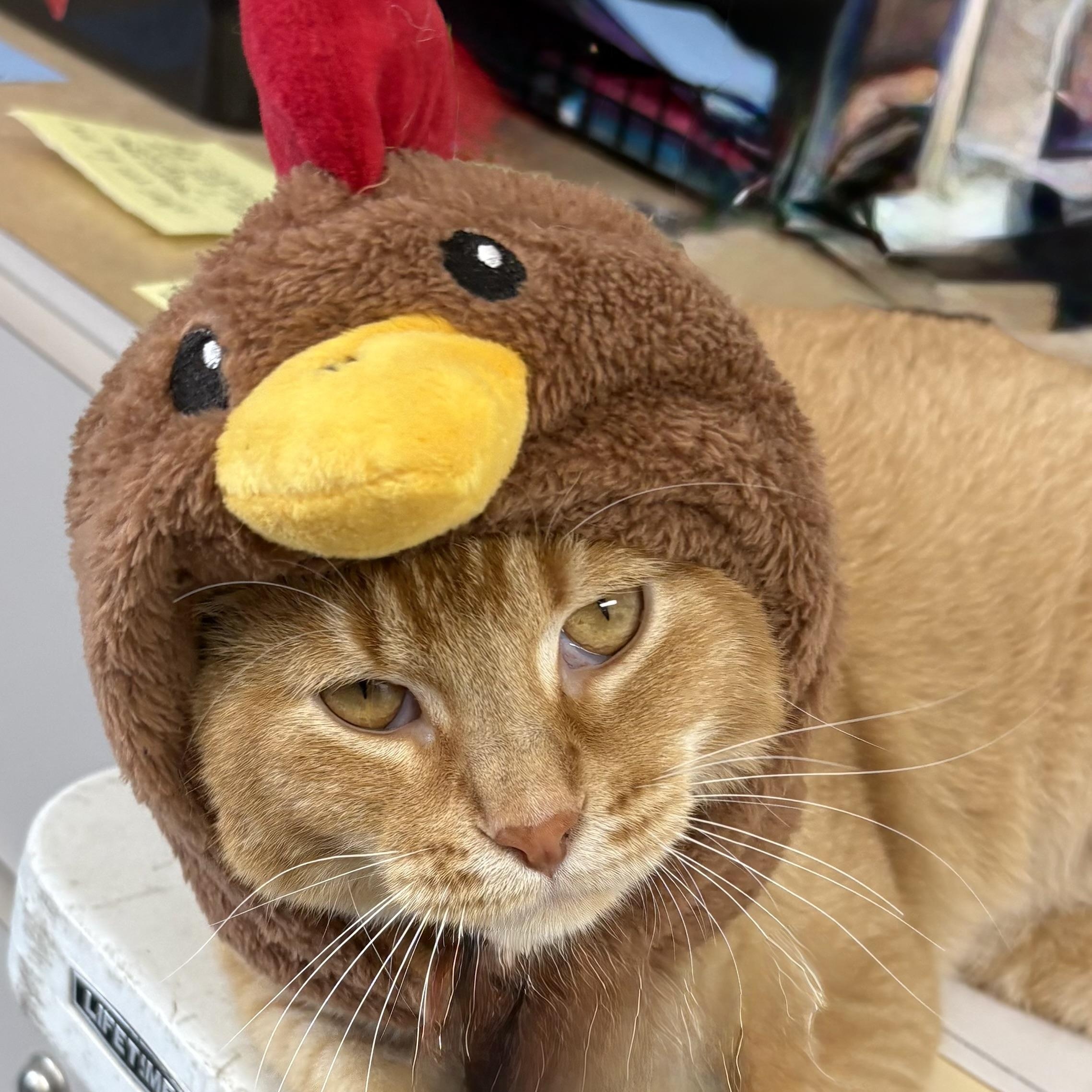 Cheddar, Adopted, Adult Male Domestic Short Hair.
