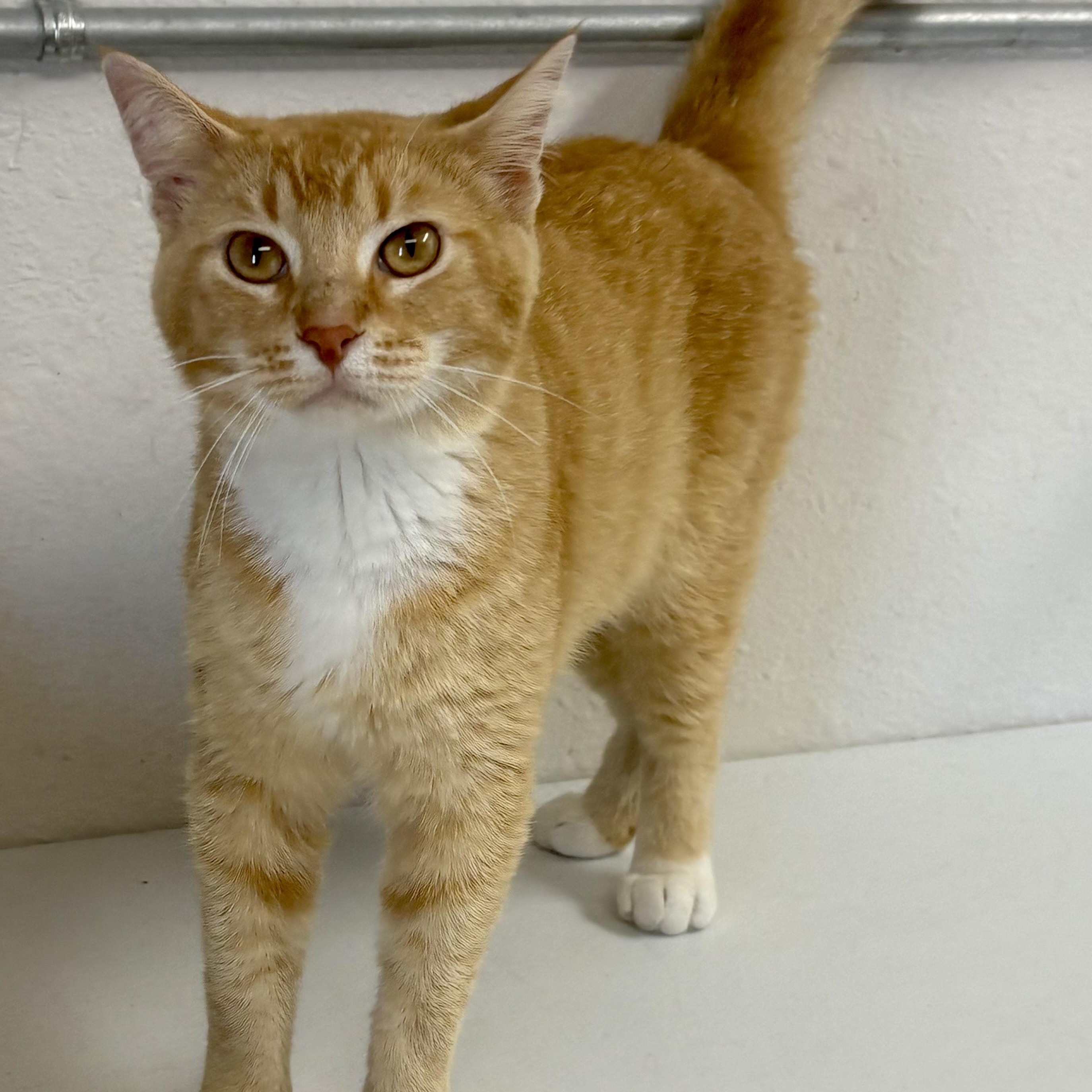 Enlarge Cheddar, a ADOPTABLE mixed breed in Charles City, IA image 3/4