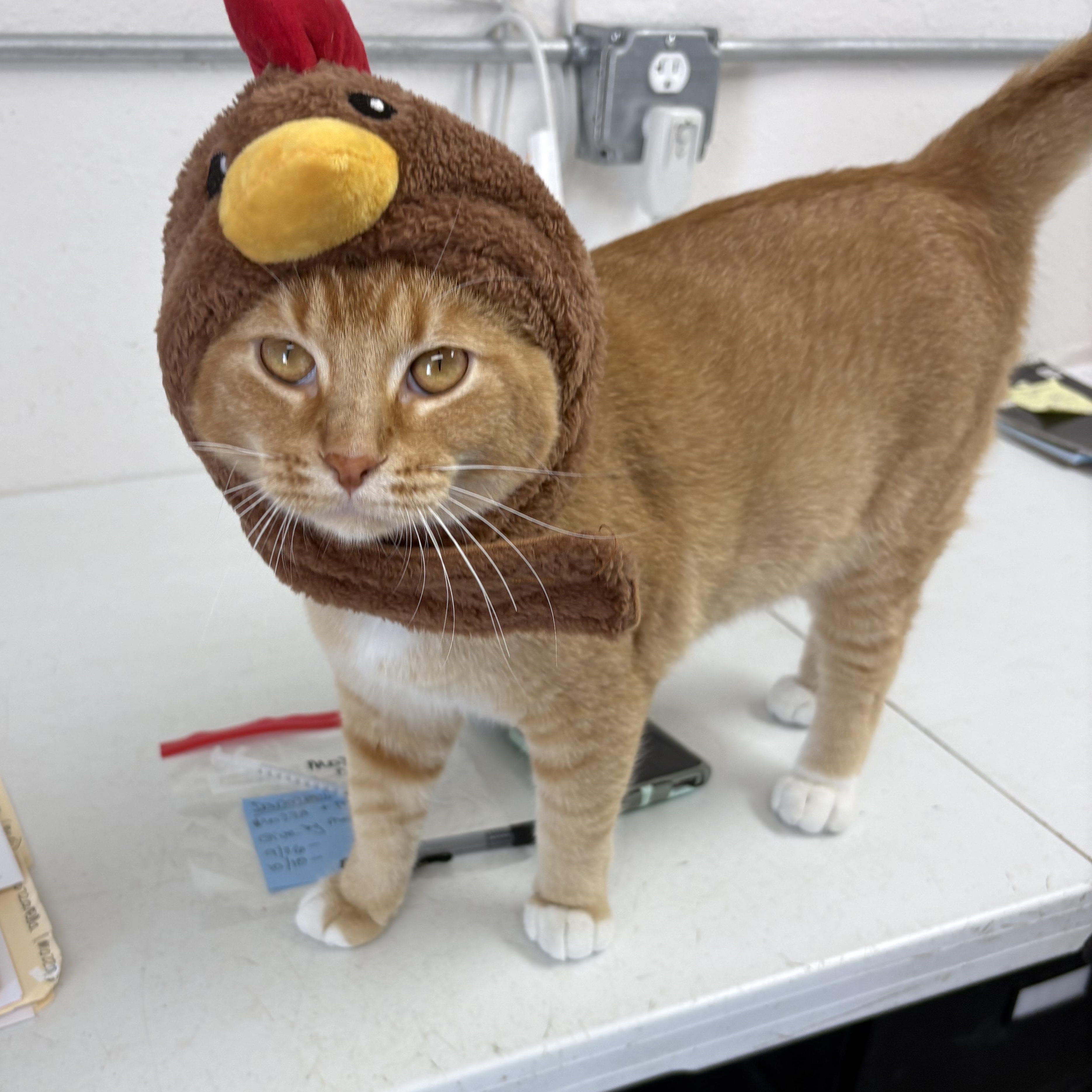 Enlarge Cheddar, a Adopted mixed breed in Charles City, IA image 6/6