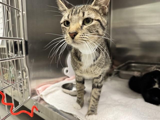 LAVISH, Adoptable, Young Female Domestic Short Hair.