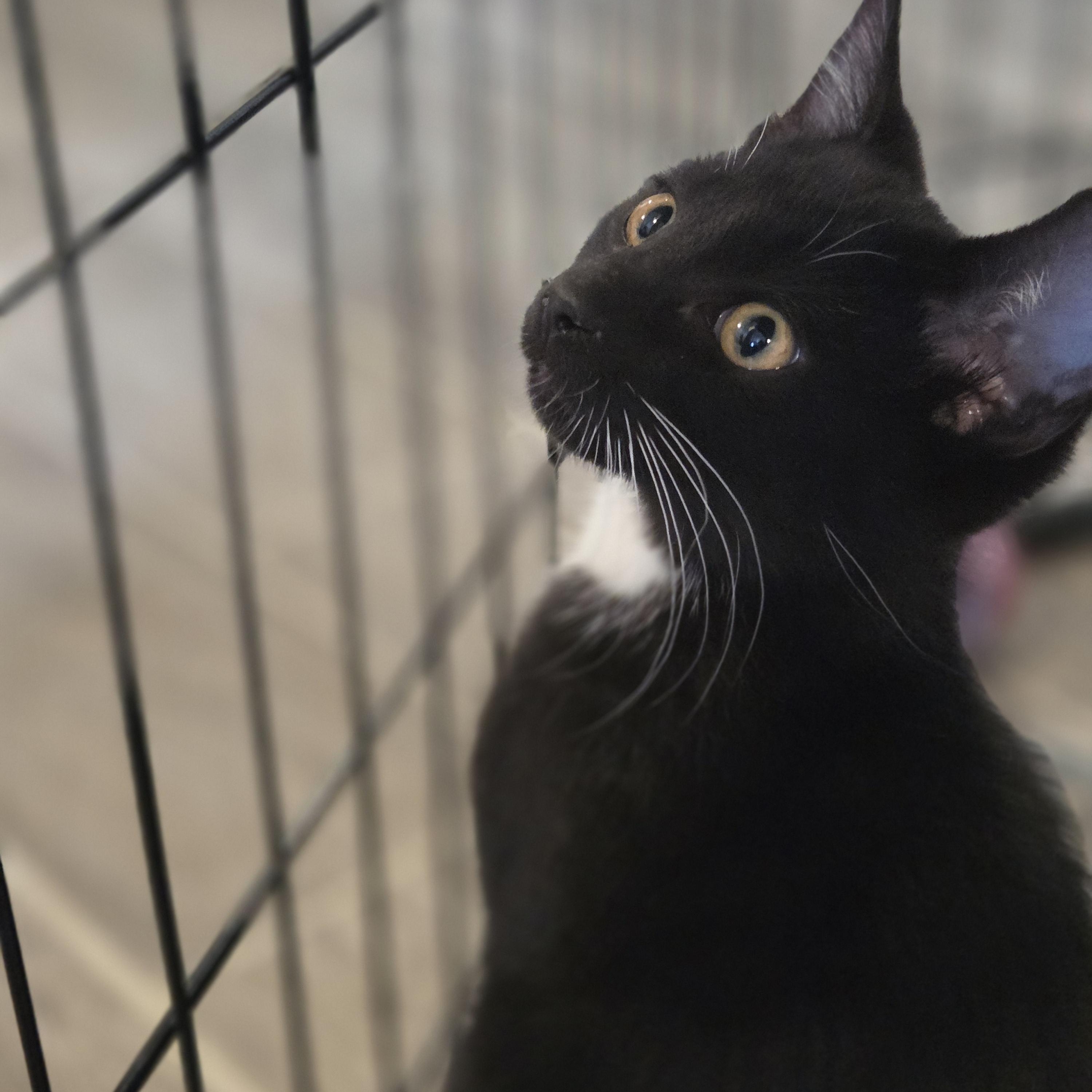 Daphne, adopted, Young Female Domestic Short Hair.