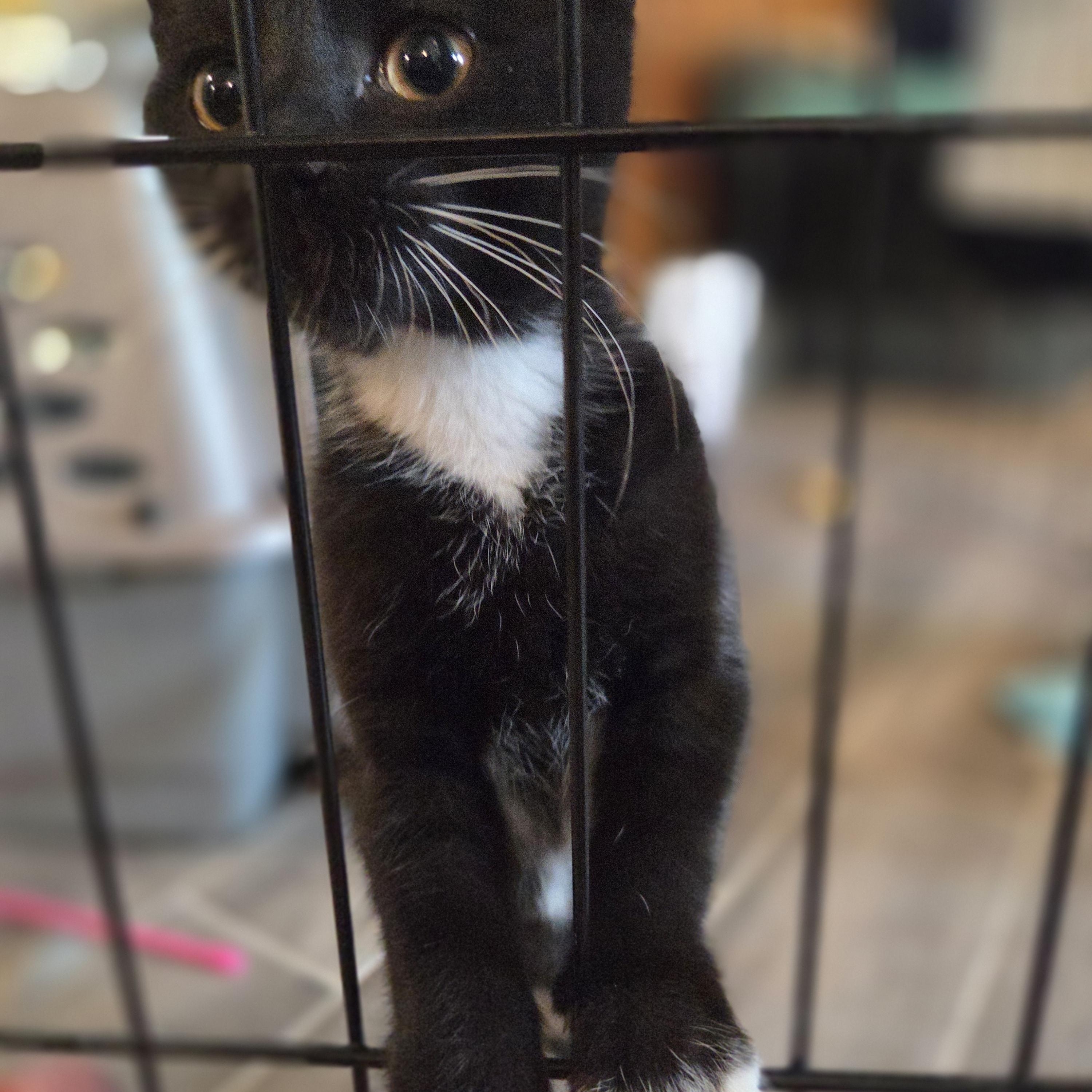 Daphne, an adopted Domestic Short Hair in Des Moines , WA image 3/5