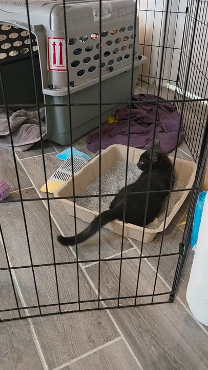 Enlarge Daphne, an adopted Domestic Short Hair in Des Moines , WA video 4/5