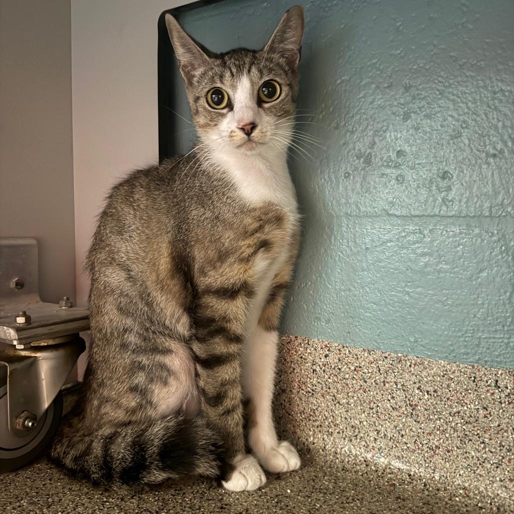 Tigra, a Adoptable Domestic Short Hair in Sarasota, FL image 1/5