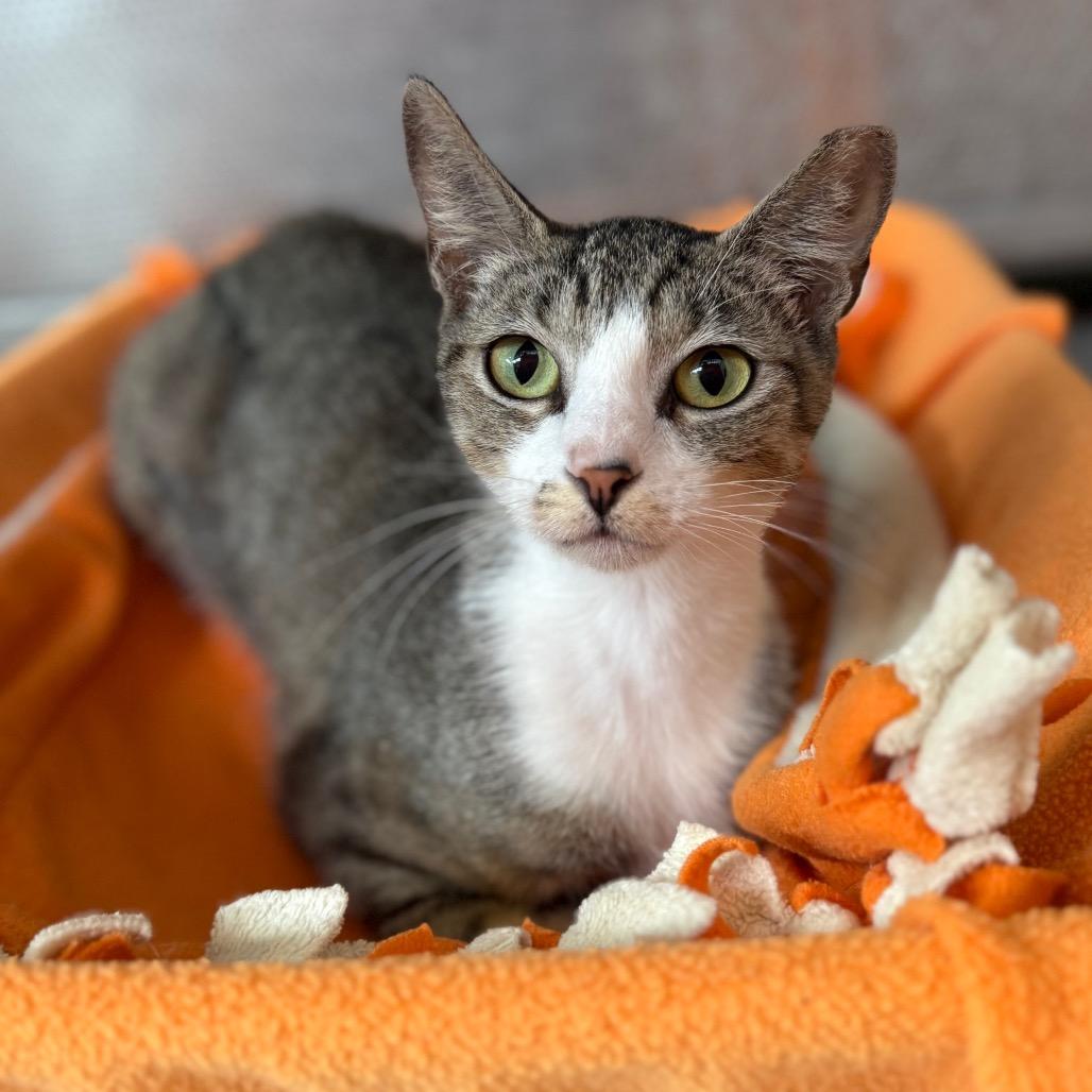 Tigra, a Adoptable Domestic Short Hair in Sarasota, FL image 2/5