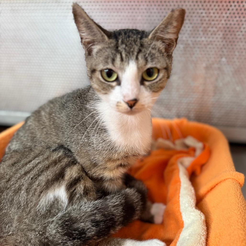 Tigra, a Adoptable Domestic Short Hair in Sarasota, FL image 3/5
