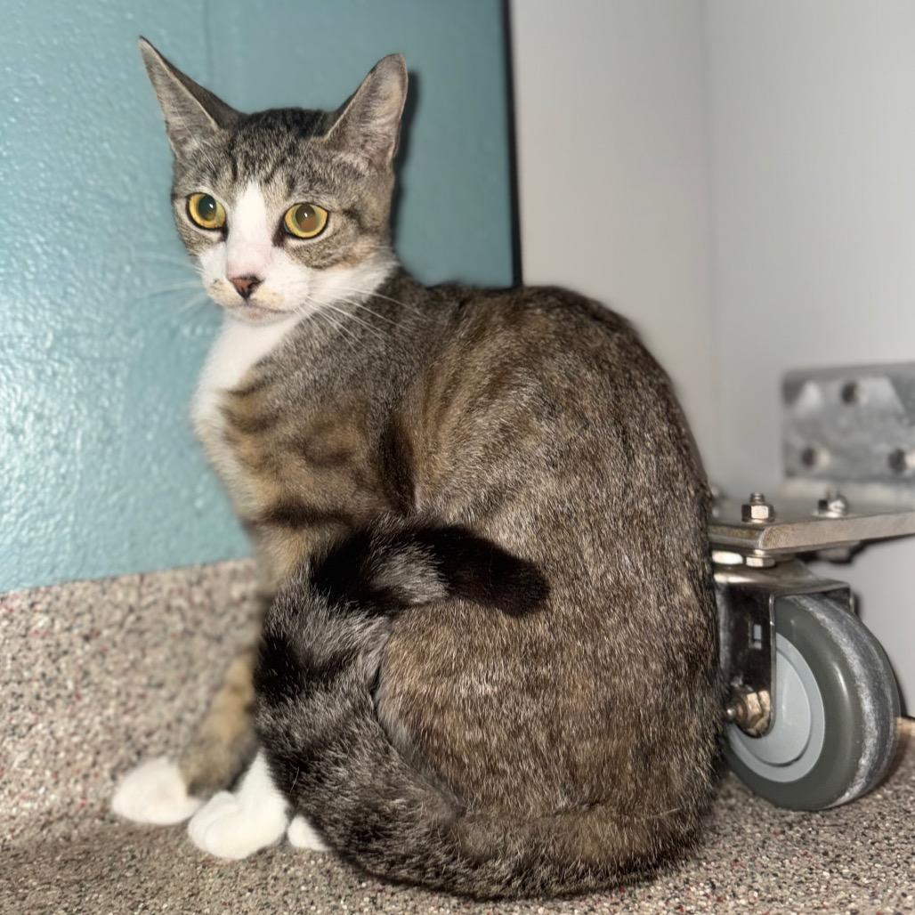 Tigra, a Adoptable Domestic Short Hair in Sarasota, FL image 4/5