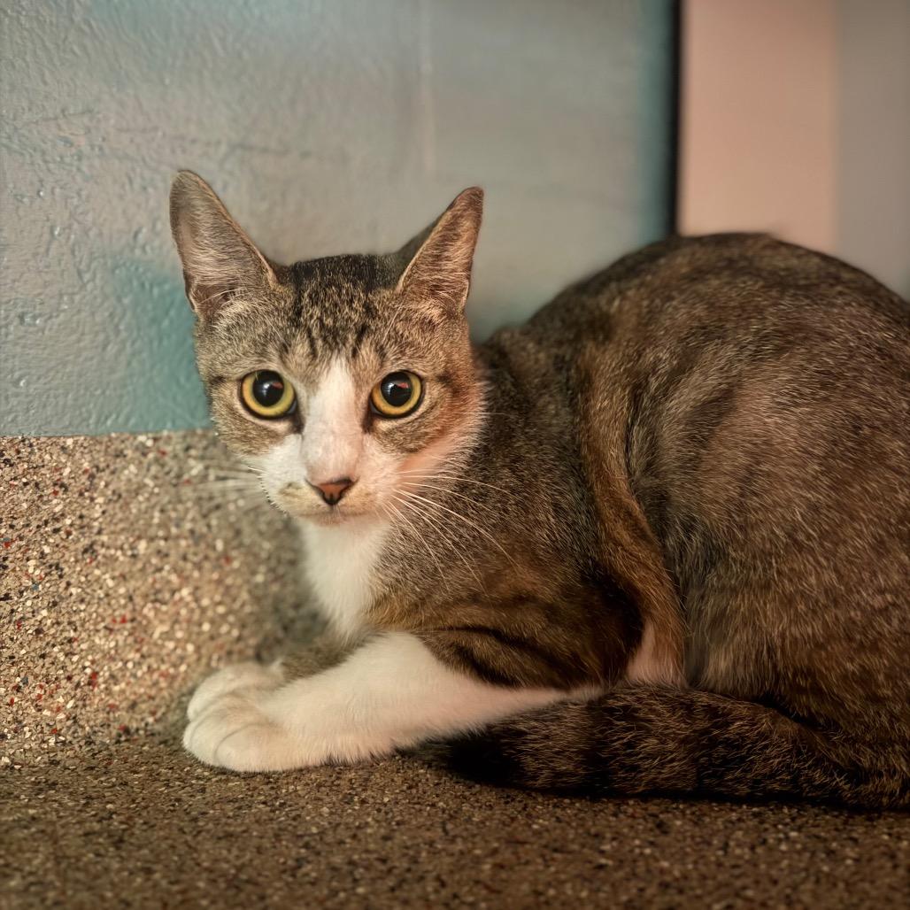 Tigra, a Adoptable Domestic Short Hair in Sarasota, FL image 5/5