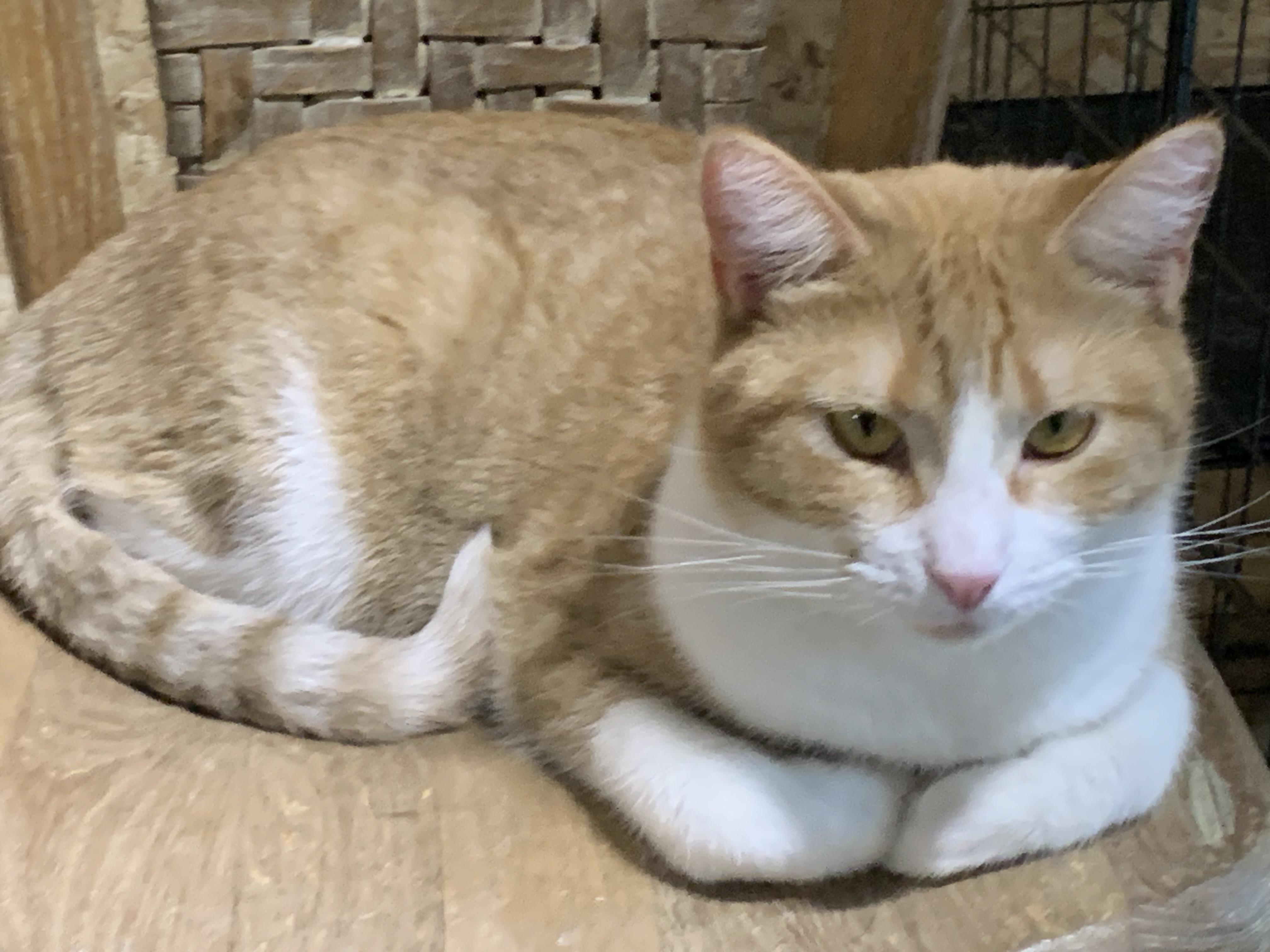 Samantha, a Adoptable Domestic Short Hair in Stockholm, WI image 4/5