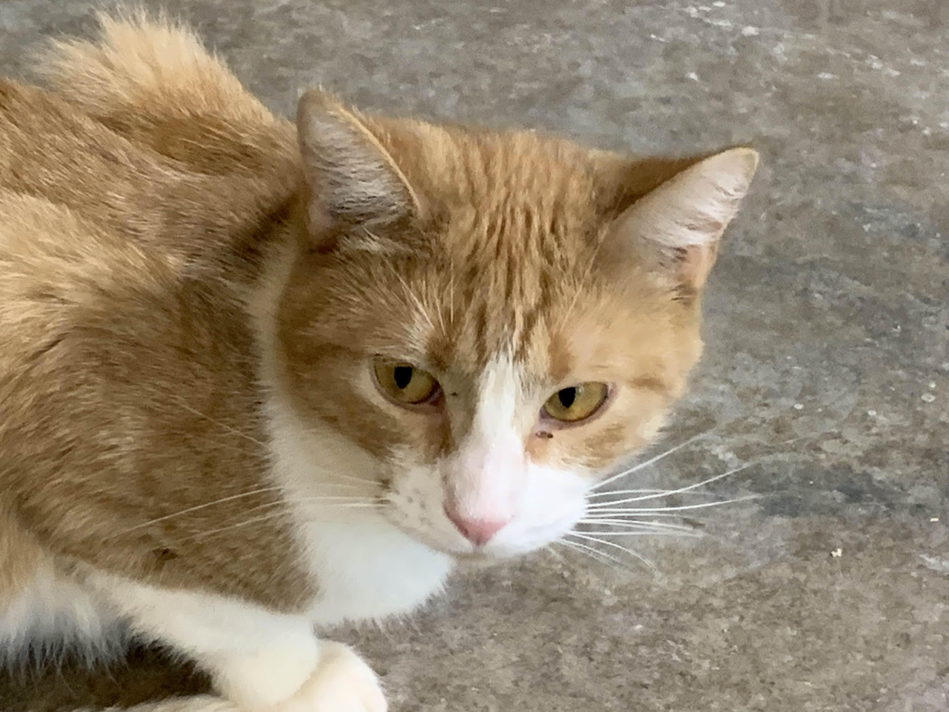 Enlarge Samantha, a Adoptable Domestic Short Hair in Stockholm, WI image 2/3