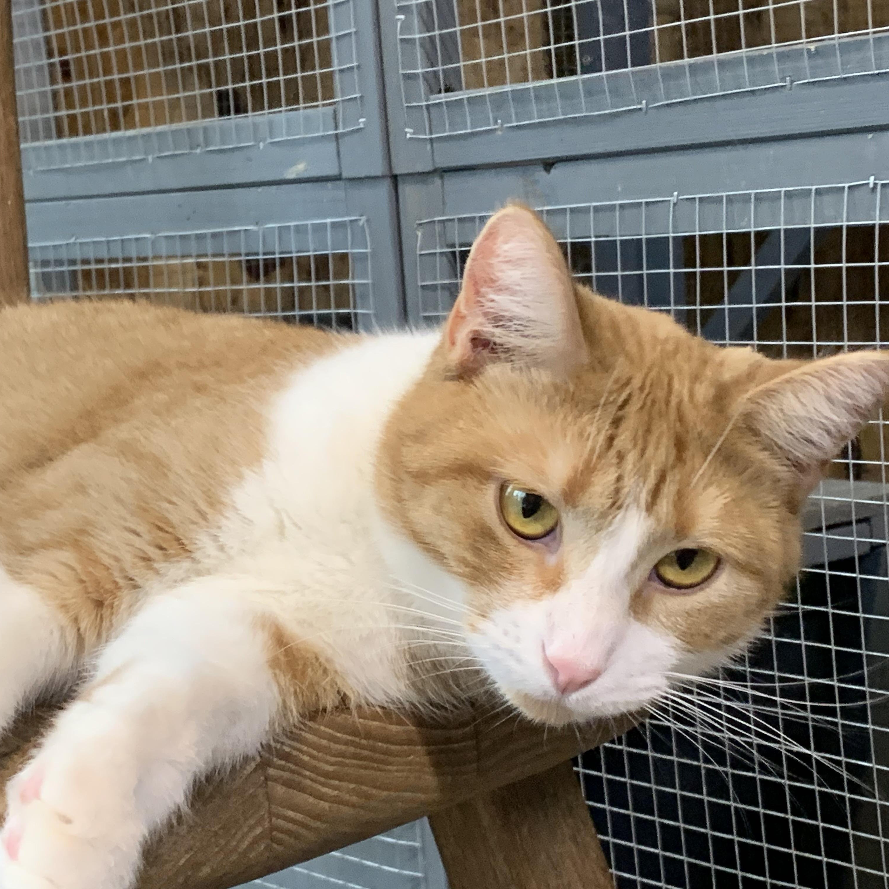 Samantha, a Adoptable Domestic Short Hair in Stockholm, WI image 1/5