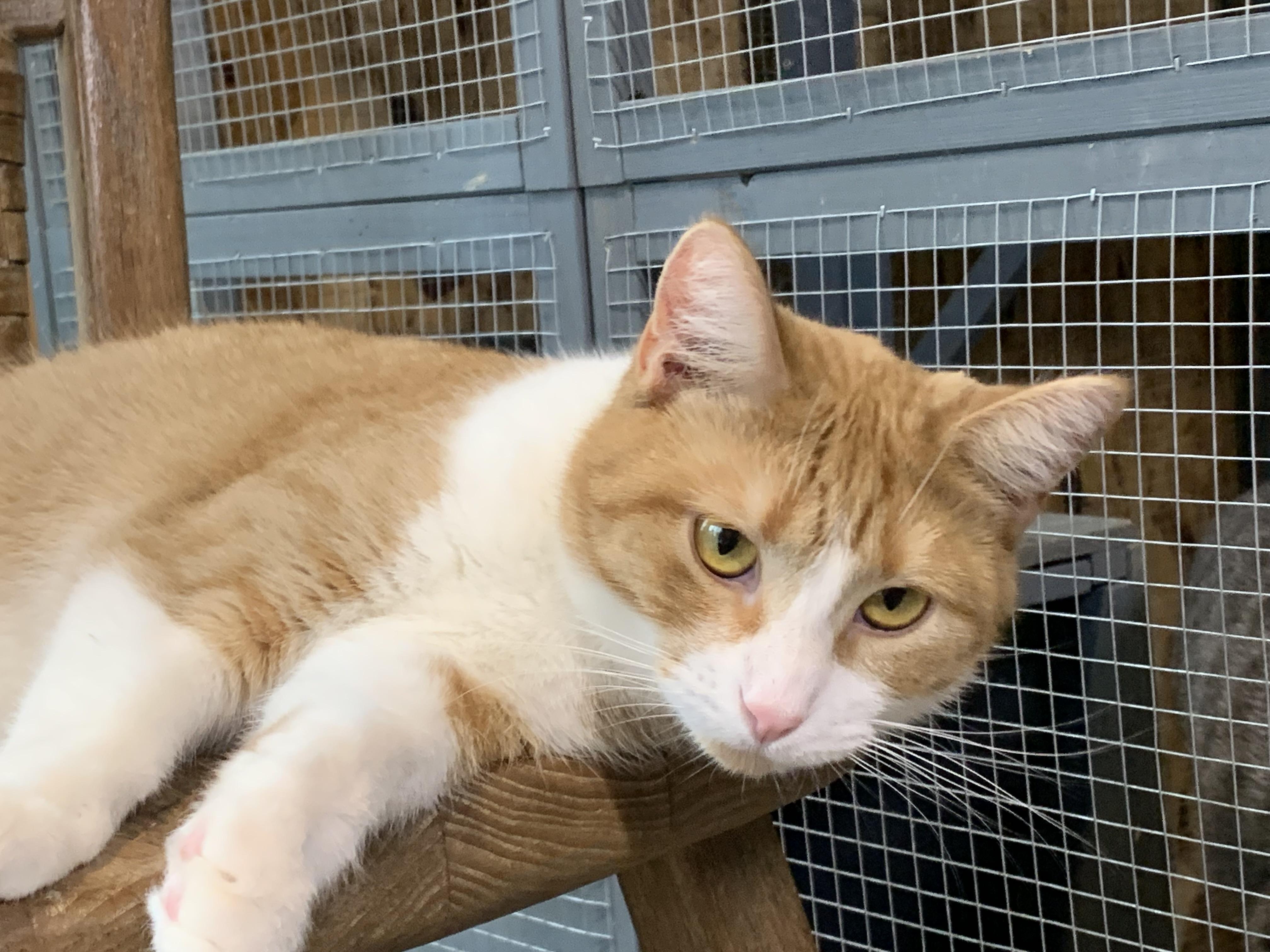 Enlarge Samantha, a Adoptable Domestic Short Hair in Stockholm, WI image 3/3