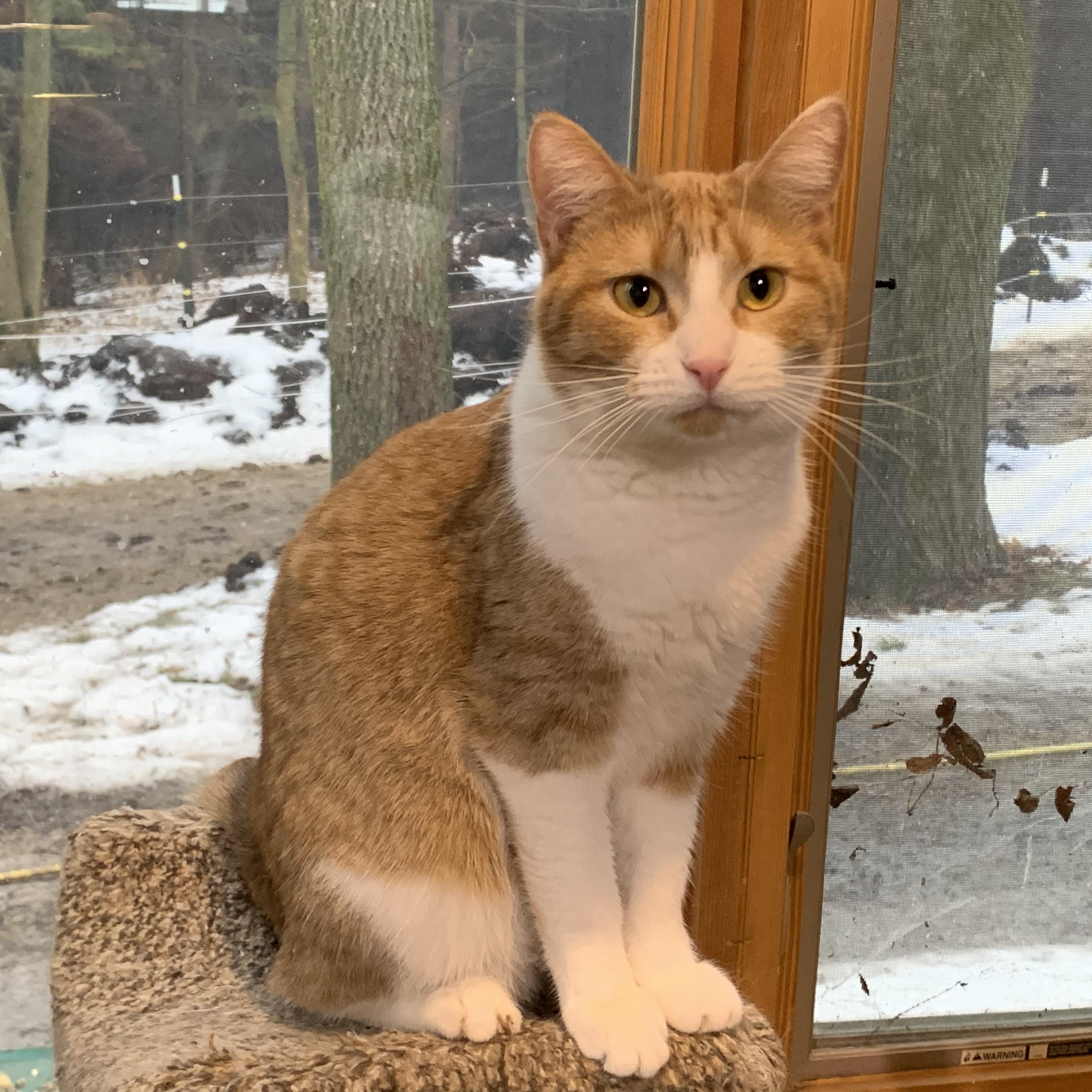 Samantha, Adoptable, Young Female Domestic Short Hair.