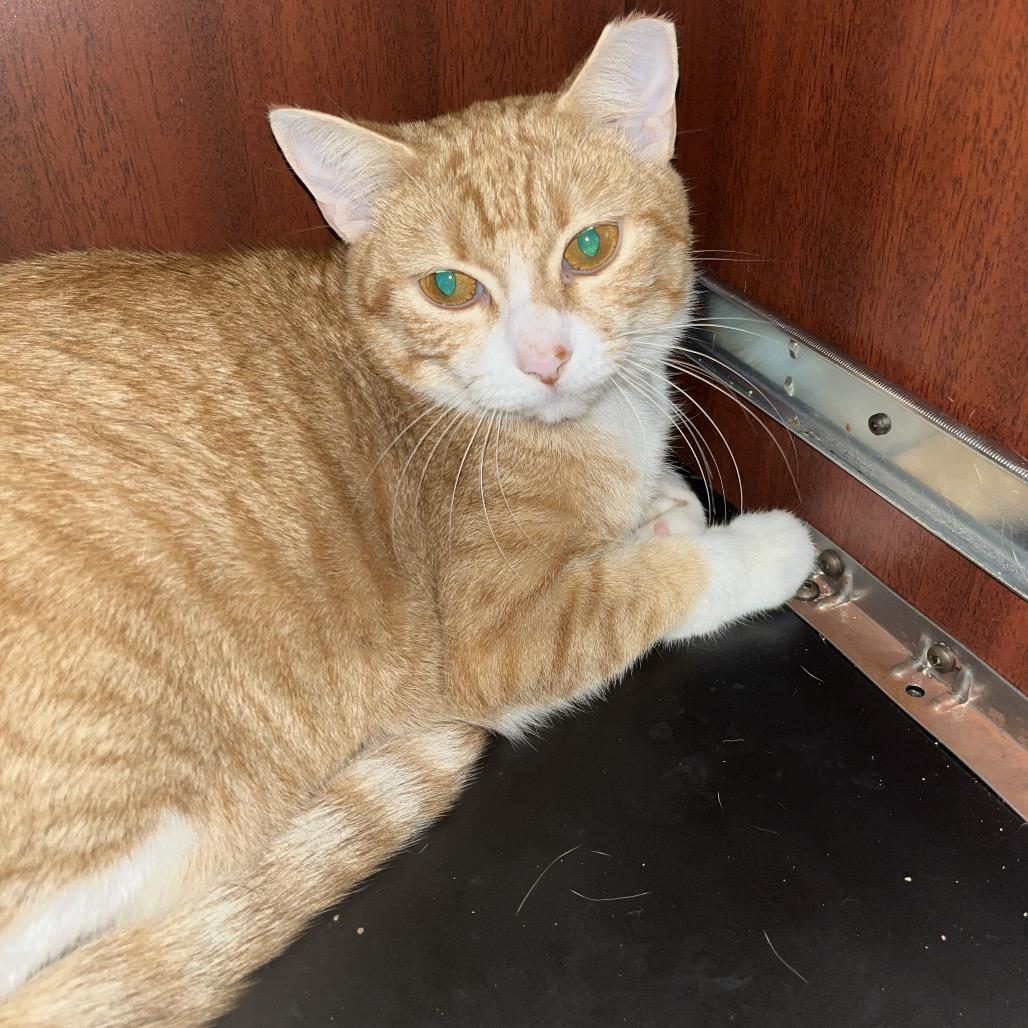 Enlarge Ginger, a Adoptable Domestic Short Hair in Lakeland, FL image 1/1