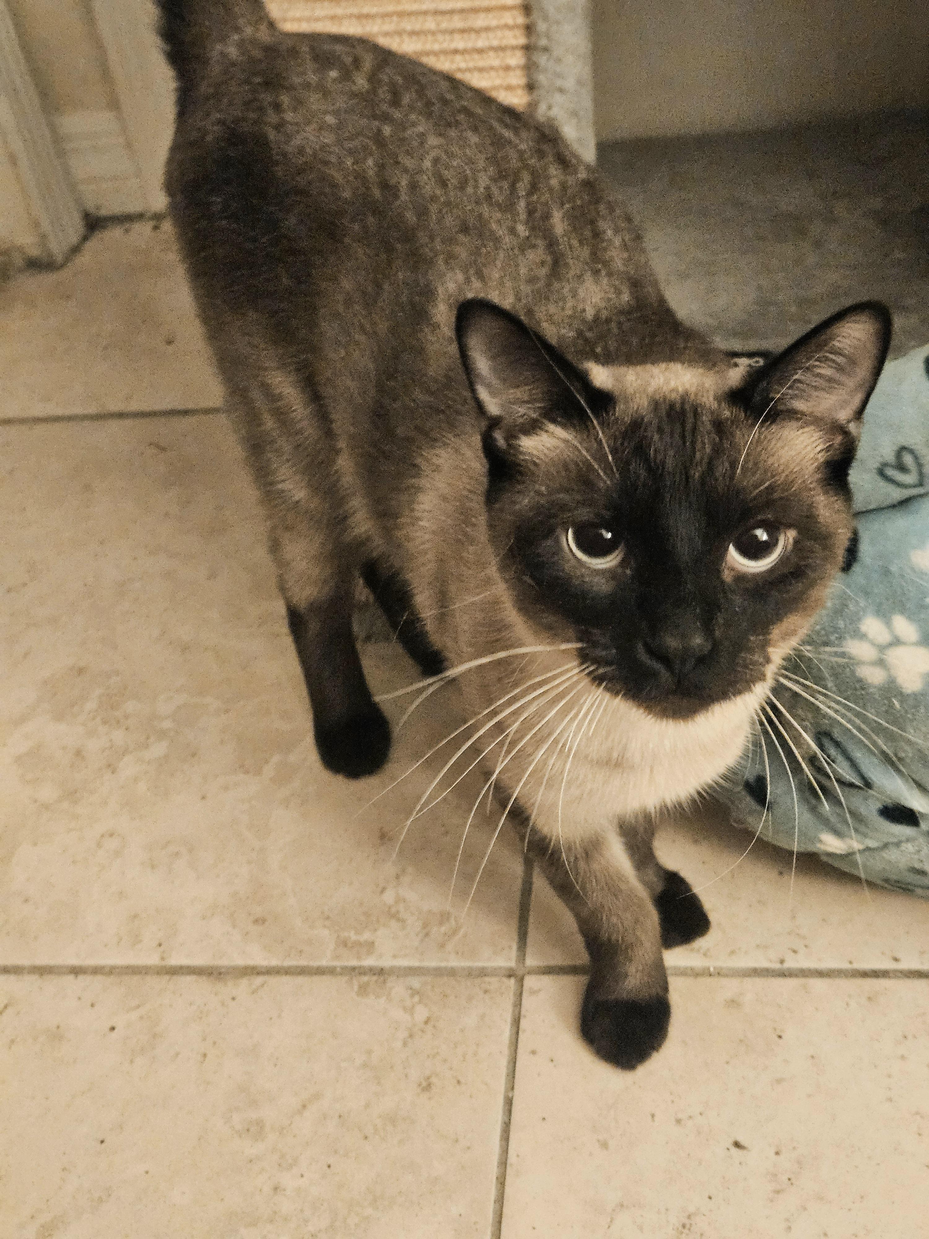 Romeo and Juliet, an adoptable Siamese in Orlando, FL image 3/5
