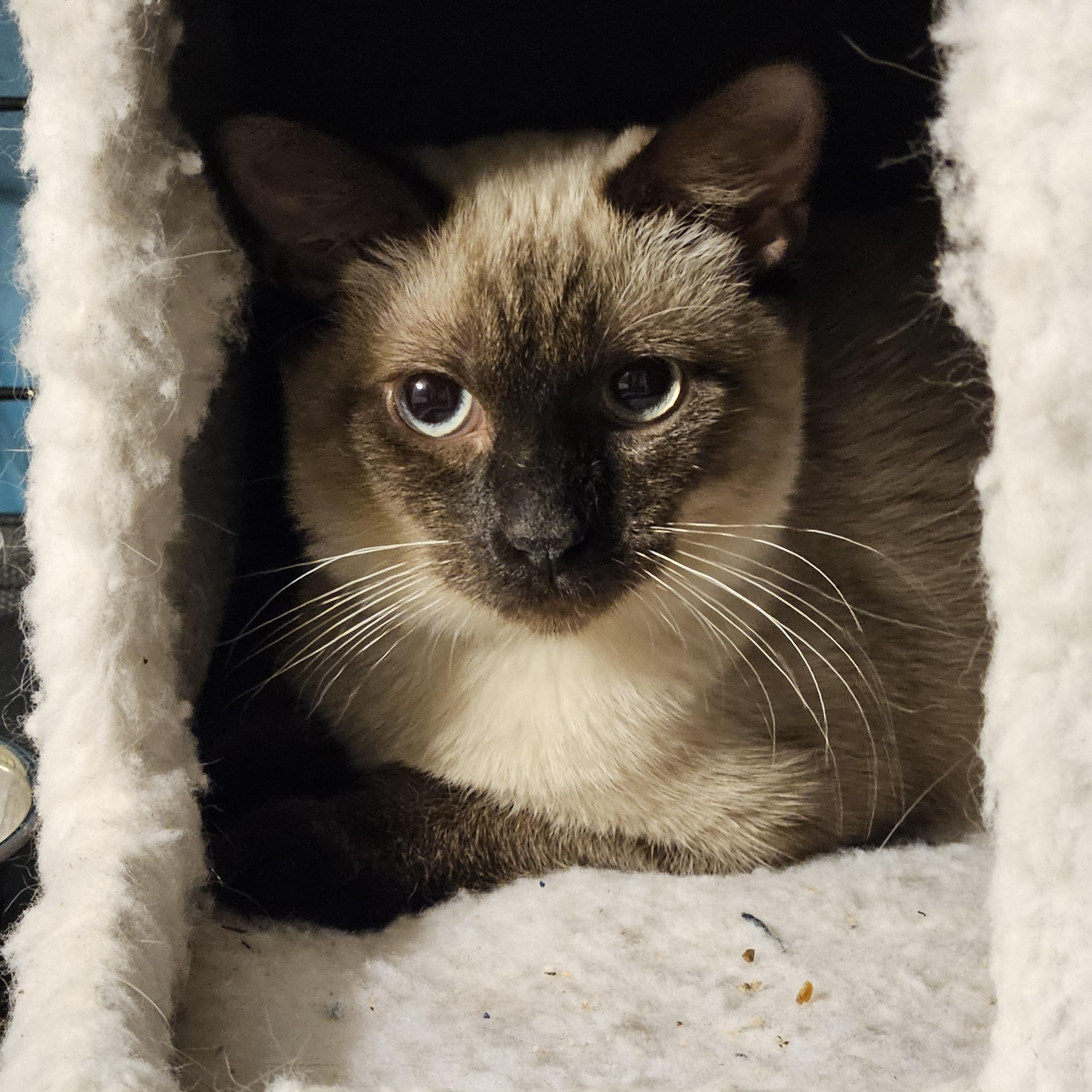Romeo and Juliet, Adoptable, Young Male Siamese.