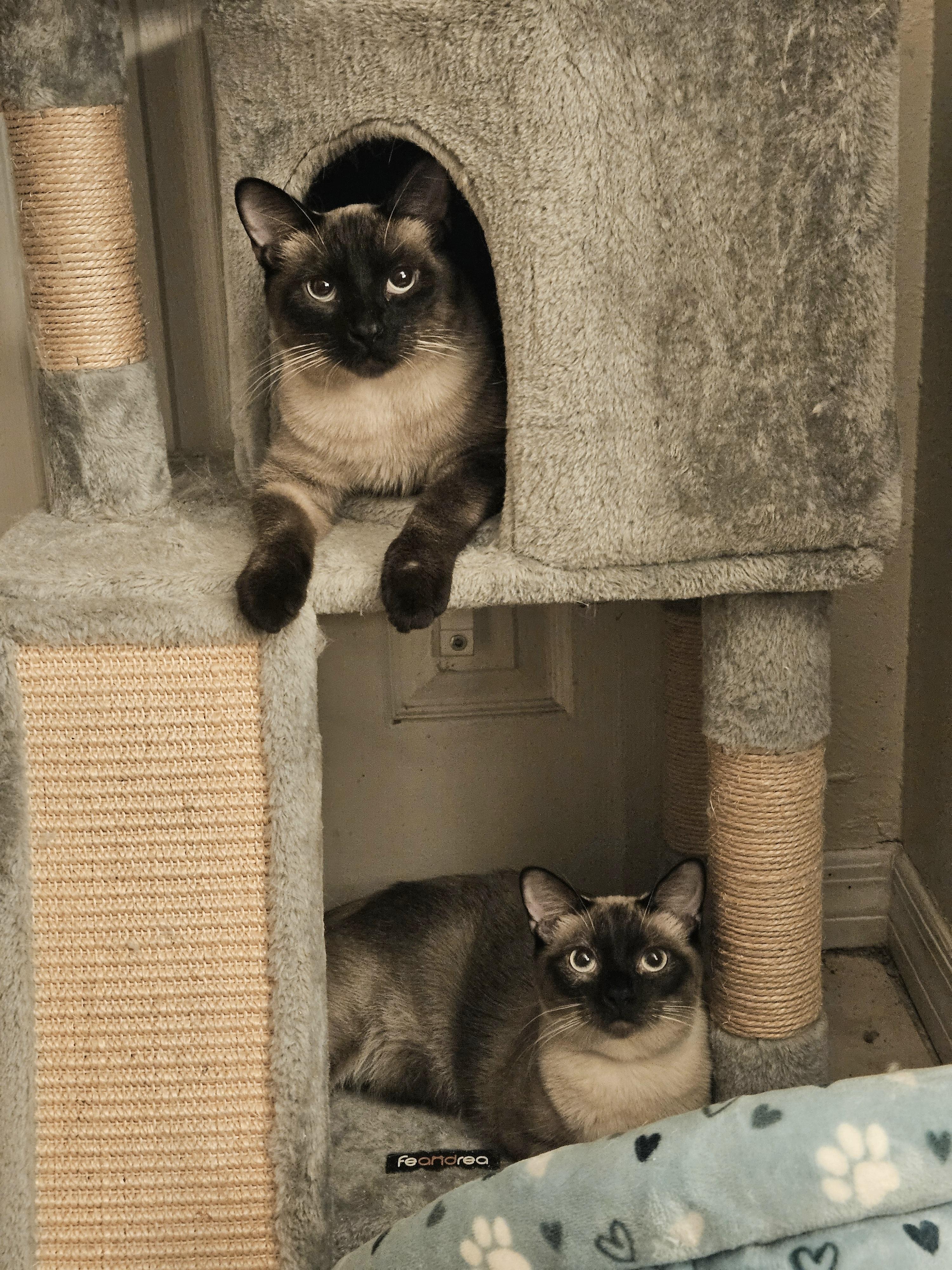 Romeo and Juliet, adoptable, Young Male Siamese.