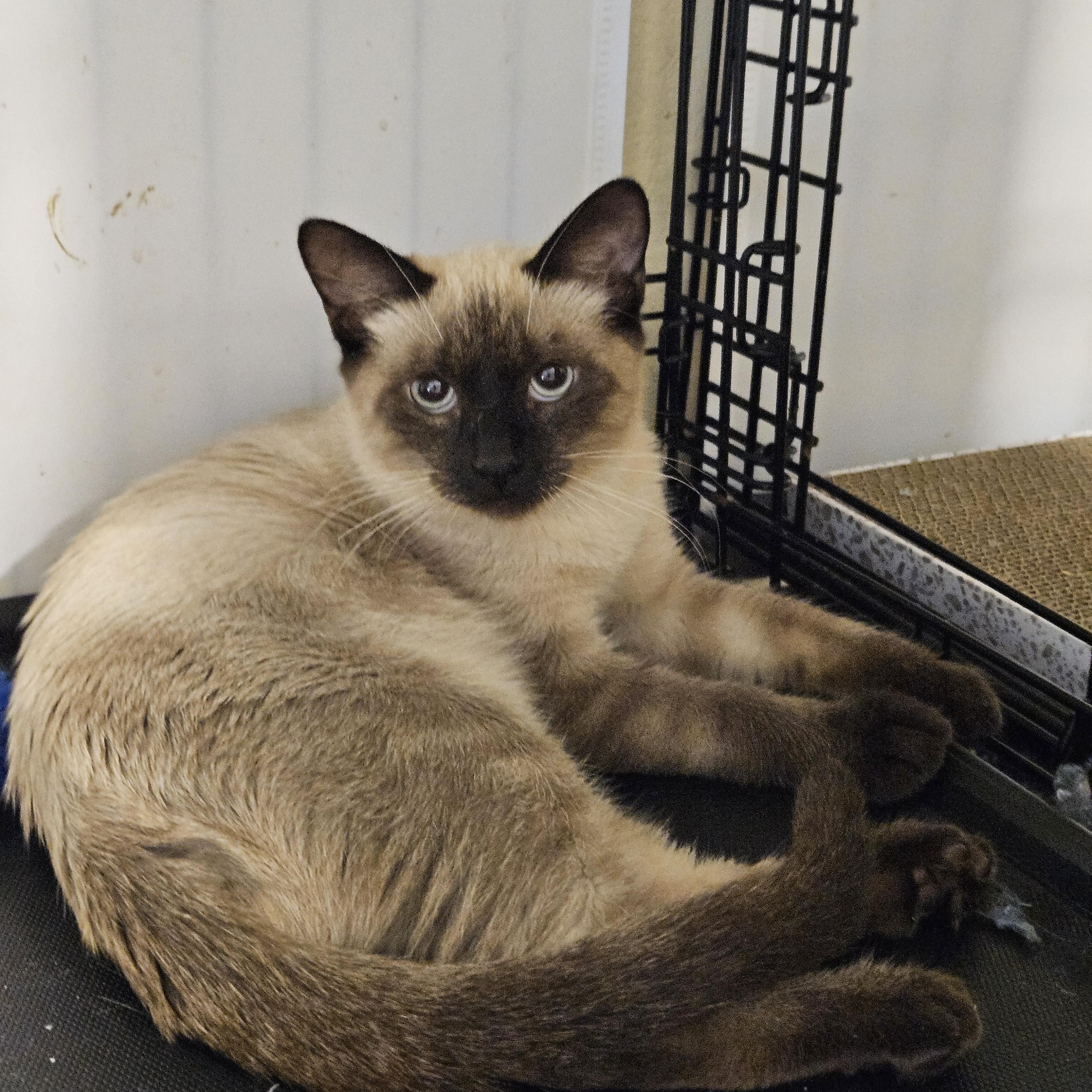 Romeo and Juliet, a Adoptable Siamese in Orlando, FL image 4/5