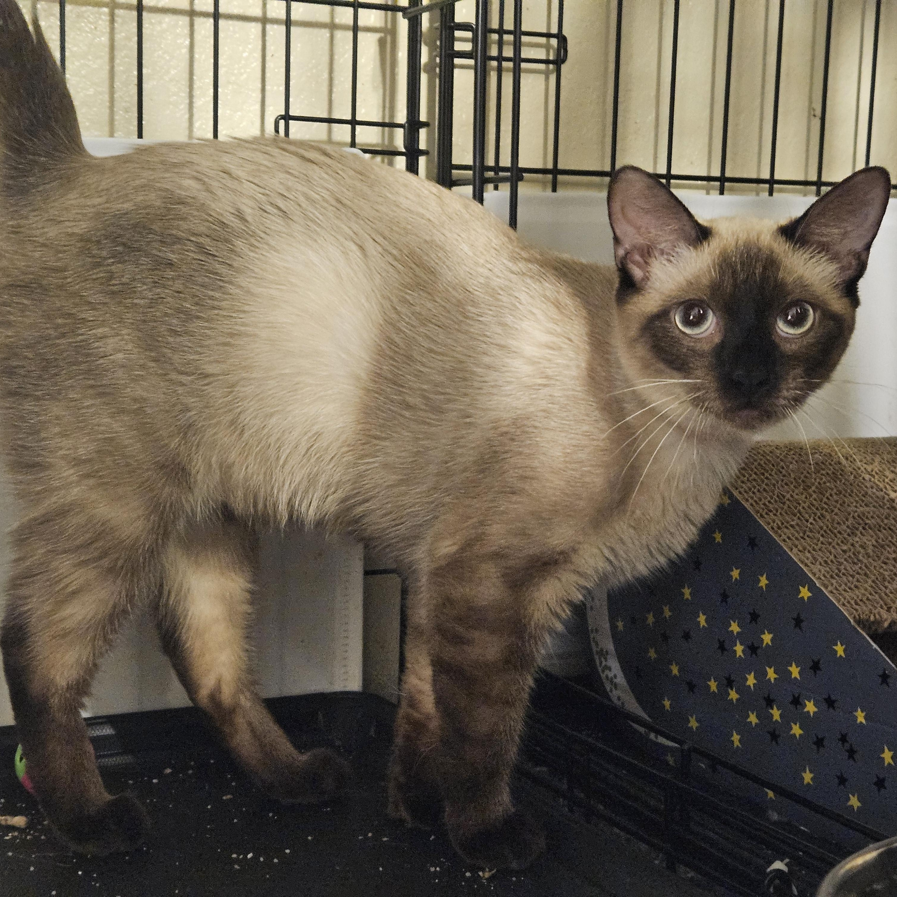 Romeo and Juliet, a Adoptable Siamese in Orlando, FL image 3/5